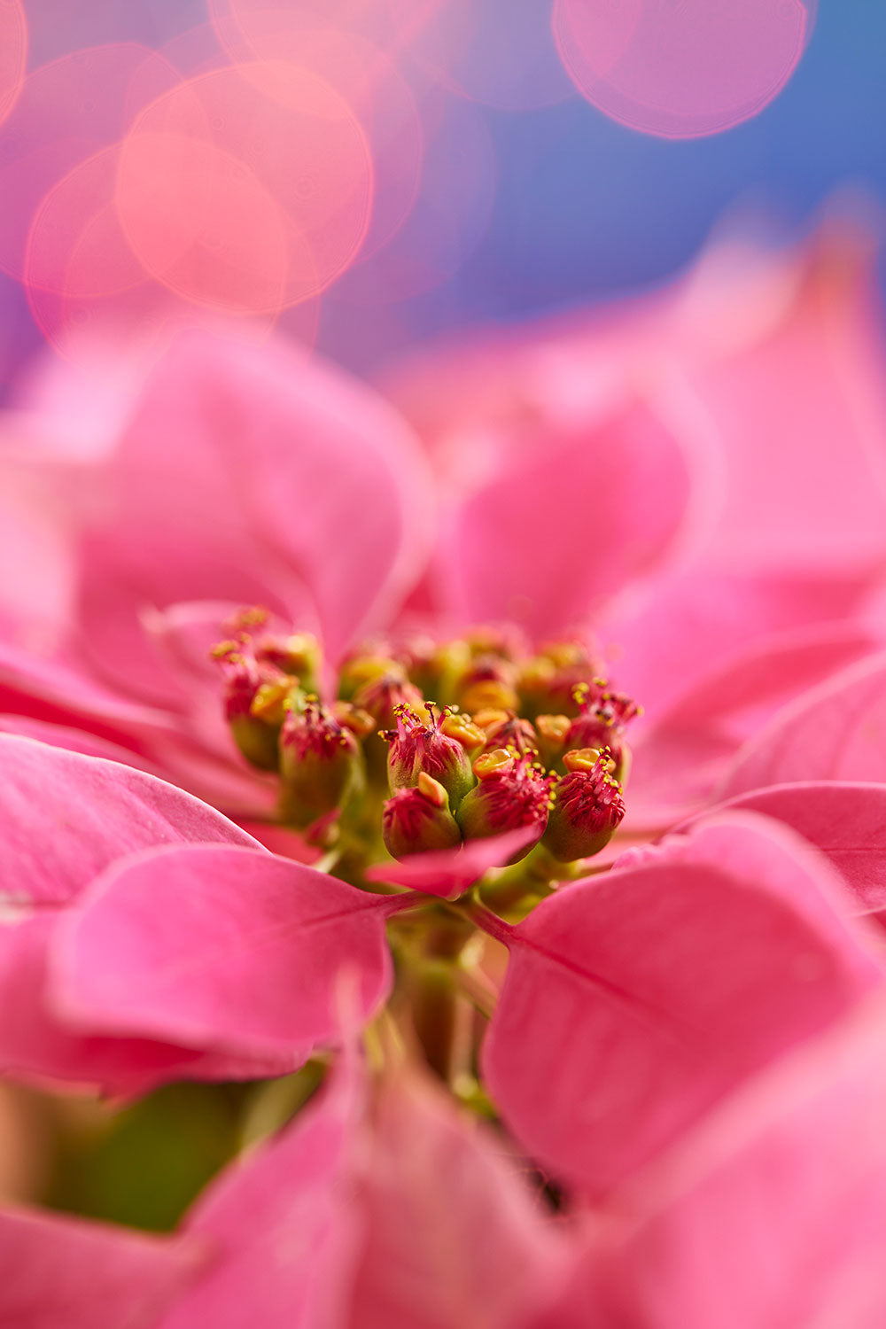 Pink winter poinsettia Christmas wall art canvas featuring a close-up photograph with softly blurred holiday lights
