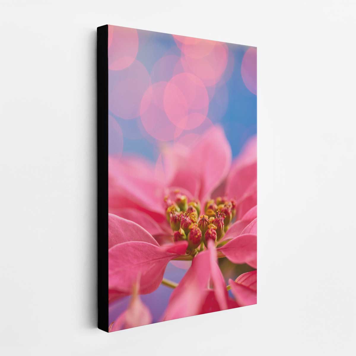 Pink poinsettia wall art print with close up petals and softly blurred circular background lights.