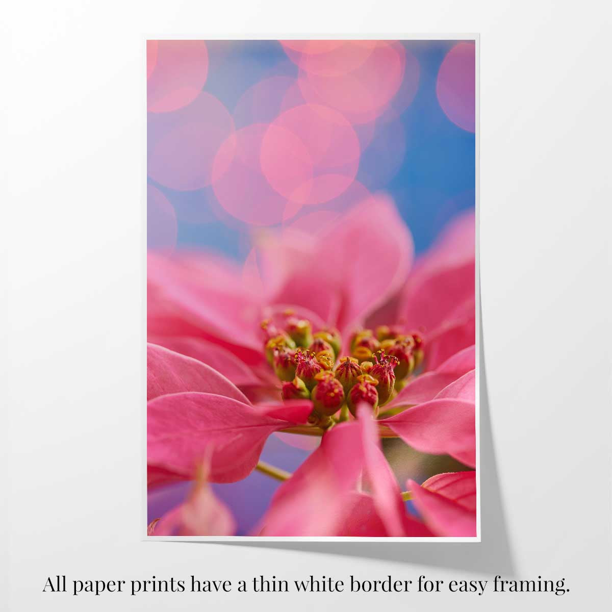 Pink poinsettia Christmas wall art print with a vertical format and fine art paper, showing layered petals.