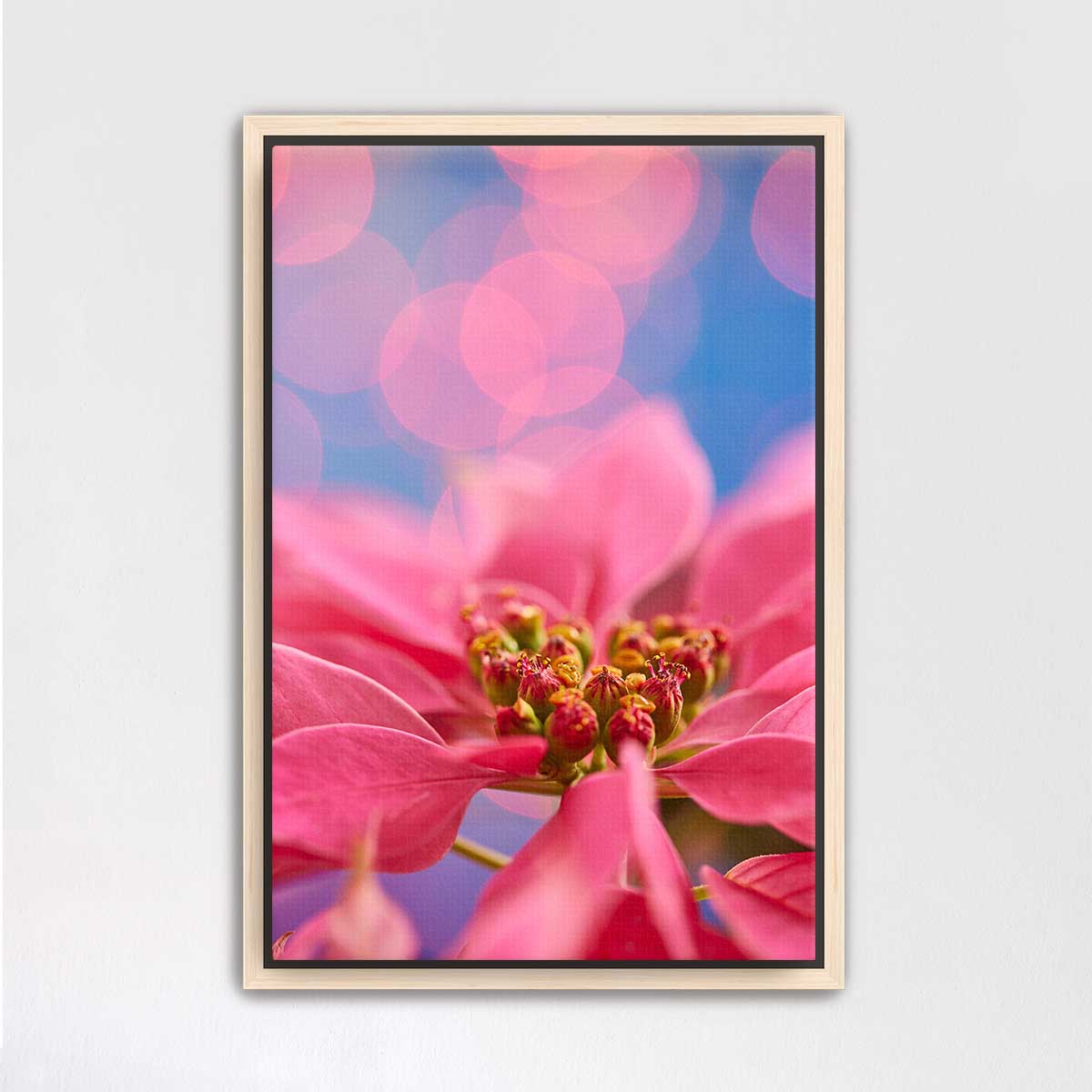 A Very Pink Christmas poinsettia wall art print, framed in maple with softly blurred holiday lights.