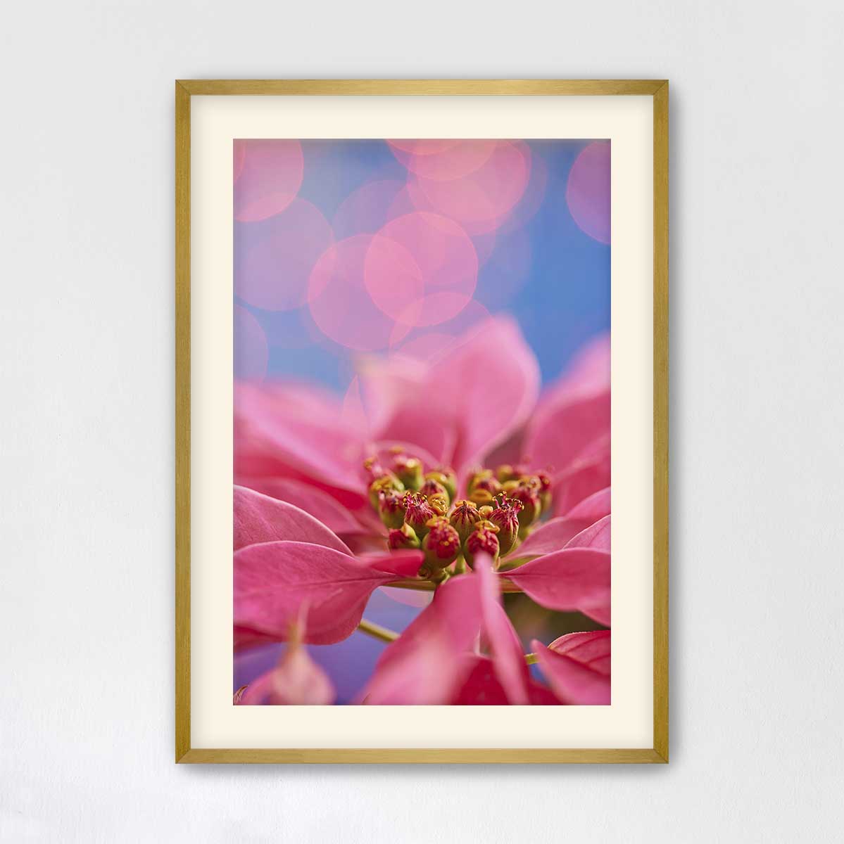 Pink poinsettia wall art print featuring a close floral detail in a gold frame with vivid petals and blue background