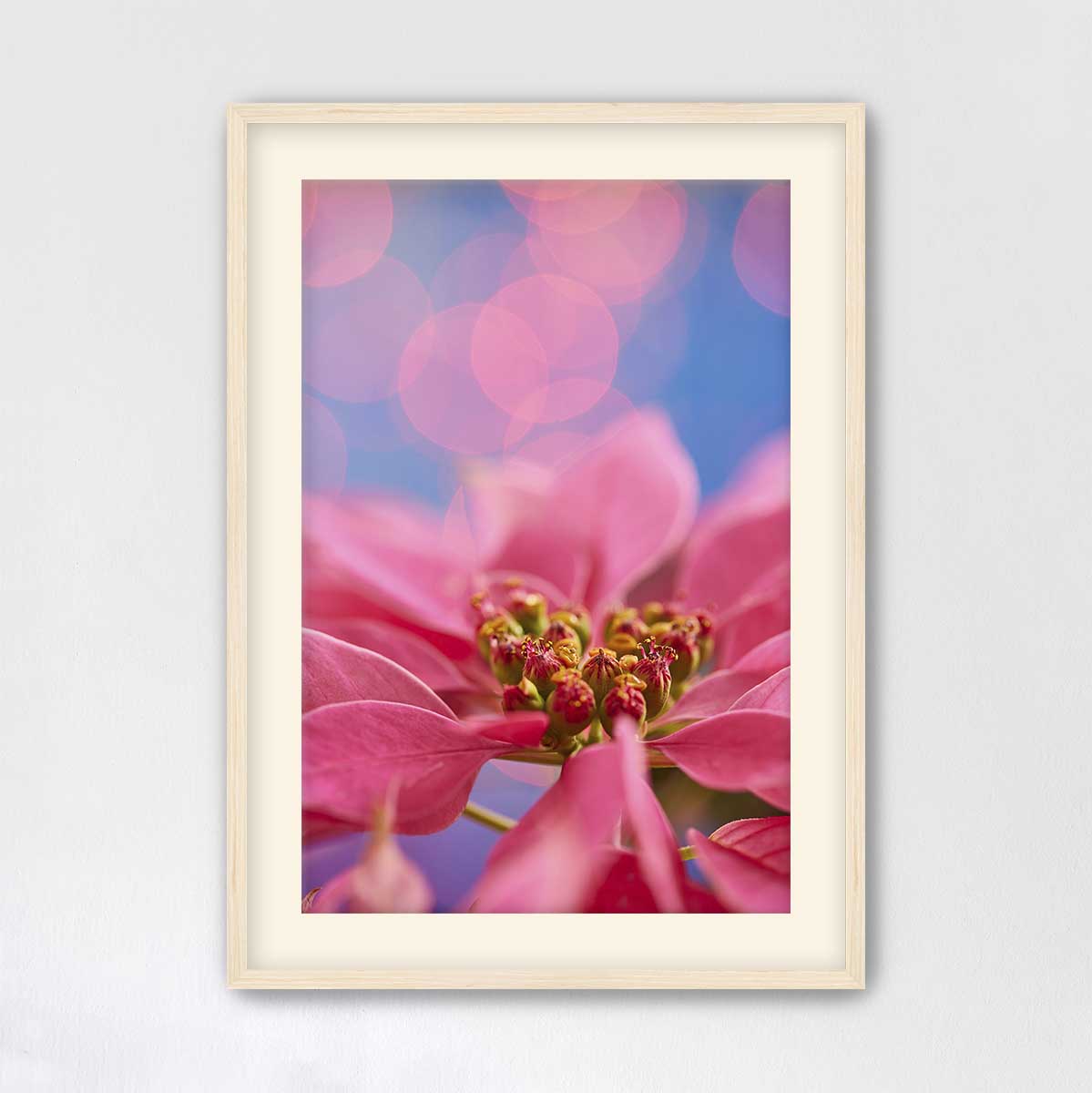 Pink Night Out poinsettia floral wall art with vibrant petals, soft blue bokeh, and a light maple frame
