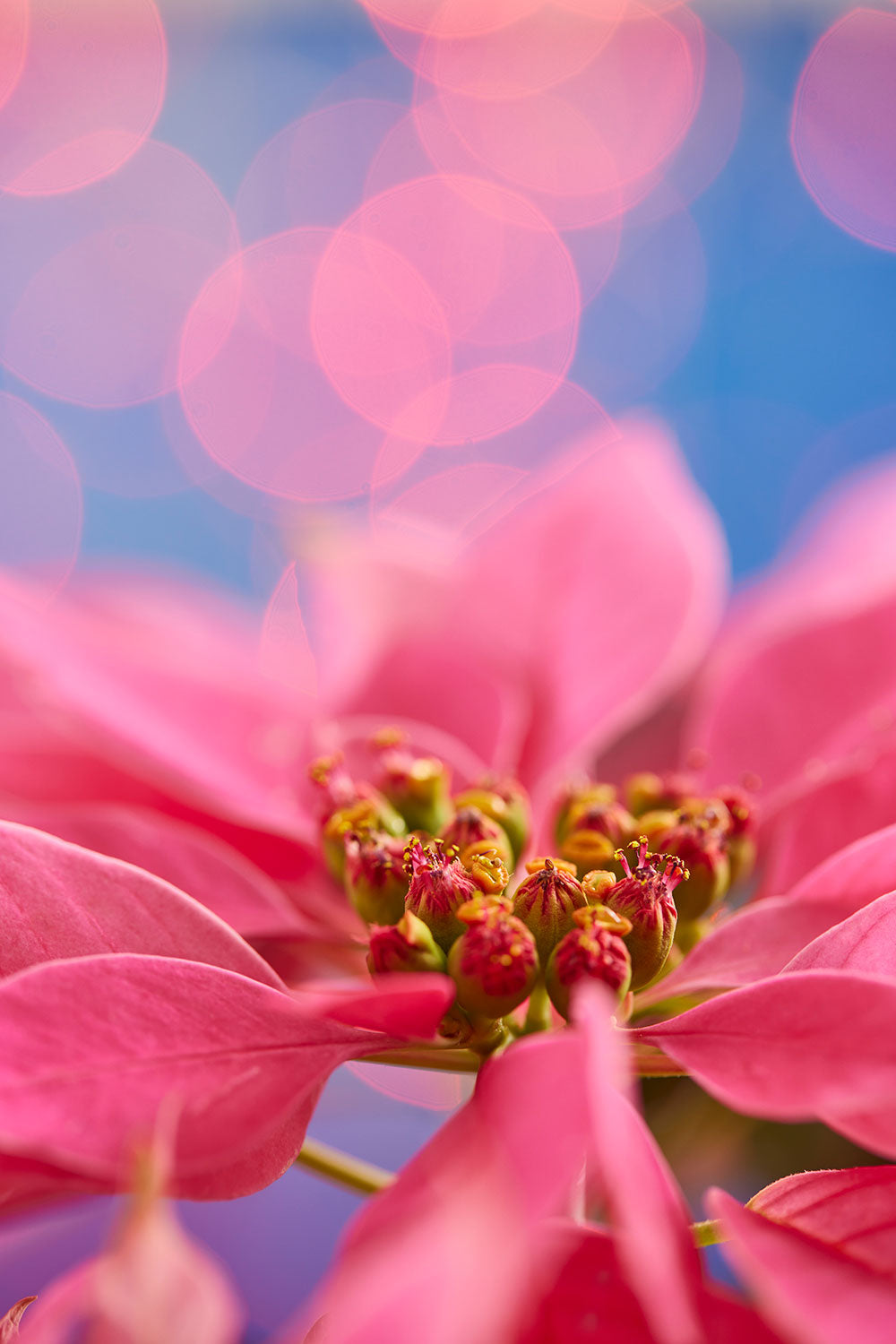 Pink Christmas poinsettia wall art print showing a detailed flower center with blurred Christmas lights