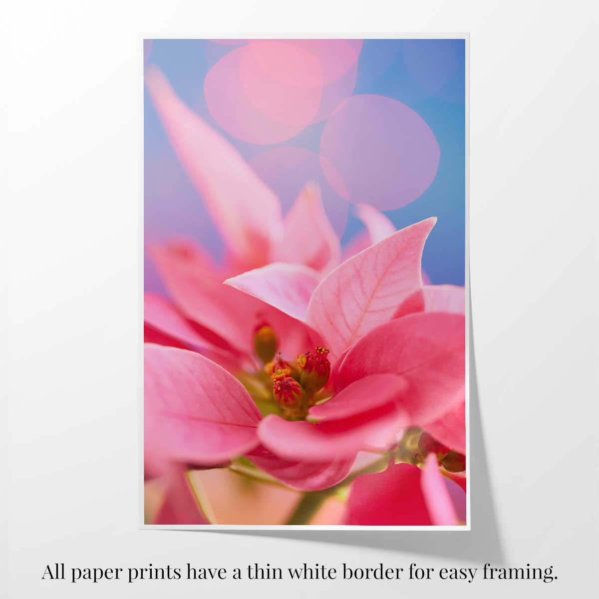 Pink poinsettia Christmas wall art canvas presents a vertical floral close-up with a thin white border.