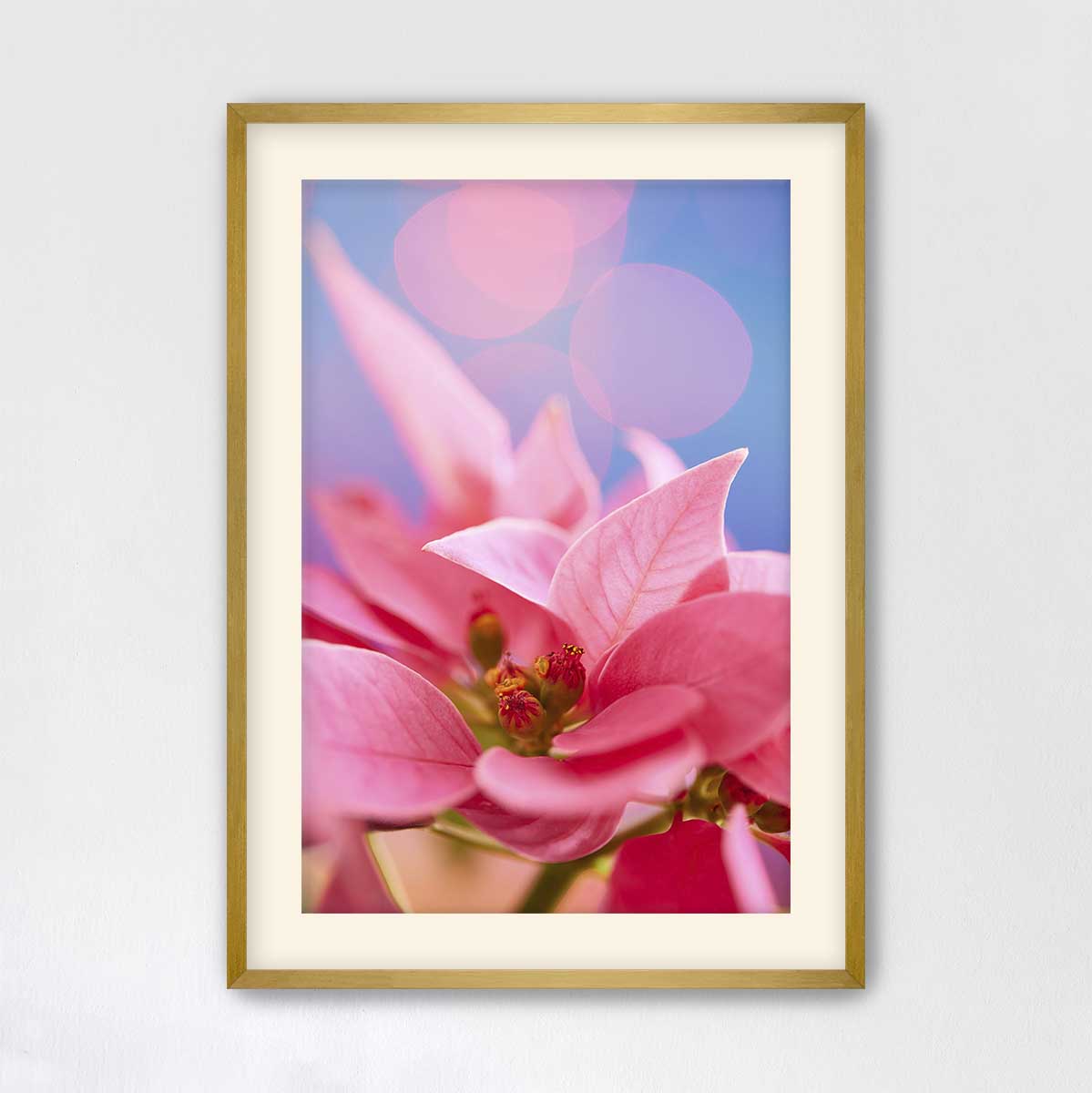Pink night out poinsettia floral wall art canvas in a gold frame with vivid petals and soft blue background.