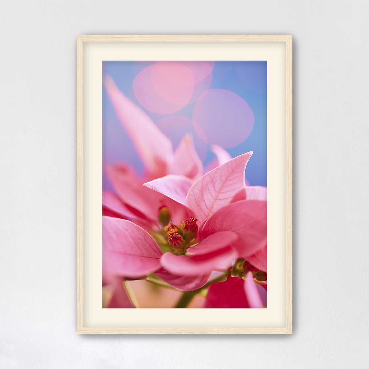Pink Night Out poinsettia wall art with vivid petals, soft blue circles, and a light wood frame
