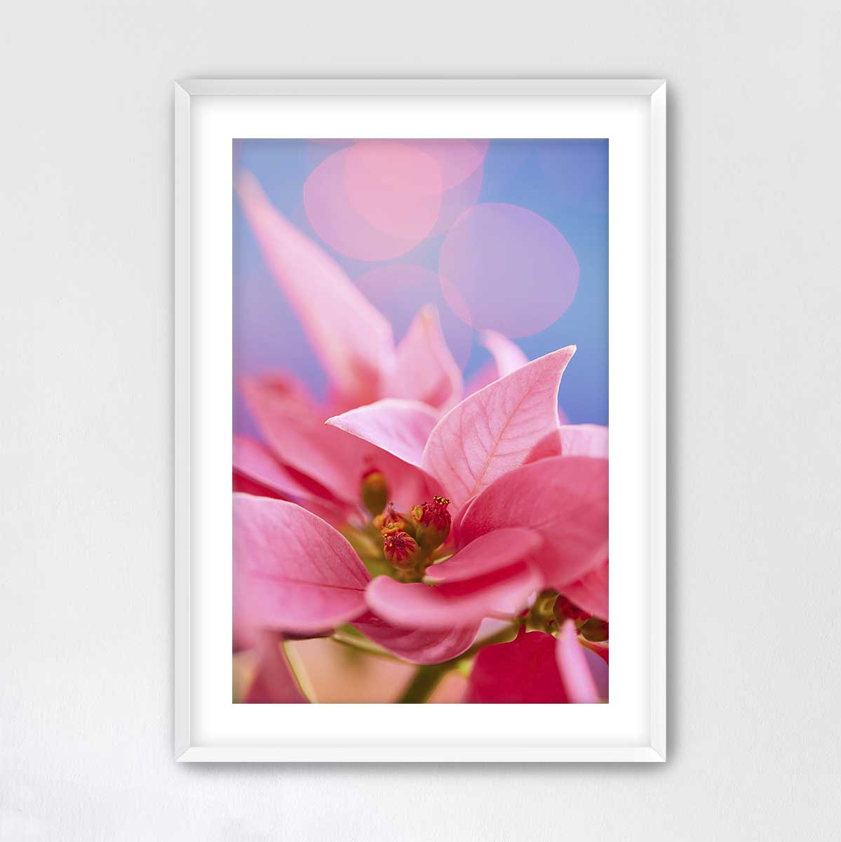 Pink Night Out poinsettia Christmas wall art canvas with vivid close up petals and a white framed display