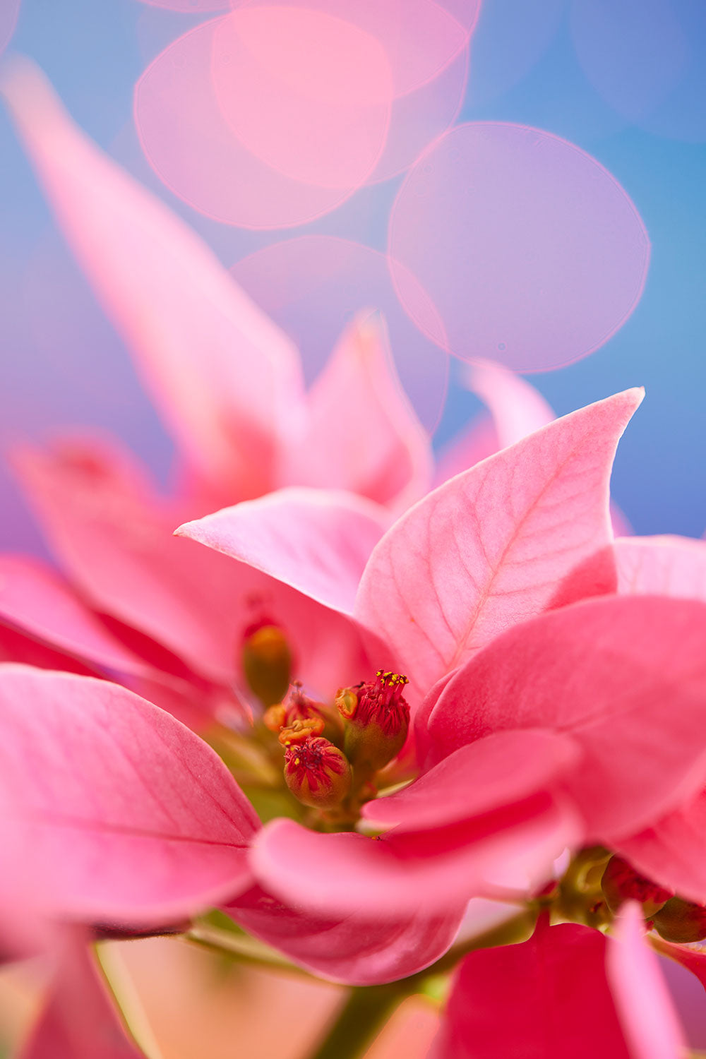 Pink poinsettia wall art canvas with a close up floral artwork, vivid petals, and detailed central blooms.
