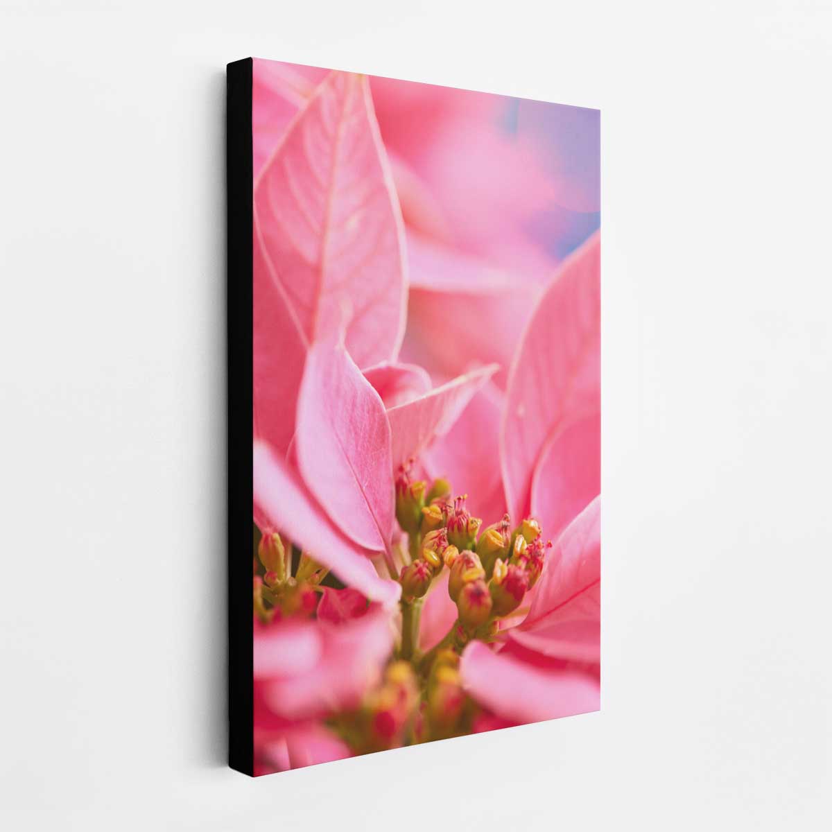 Poinsettia Christmas wall art canvas in pink with a vertical format and close up floral detail.