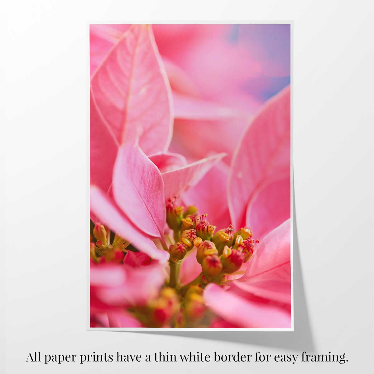 Poinsettia floral wall art print in vivid pink, vertical fine art paper format with a thin white border