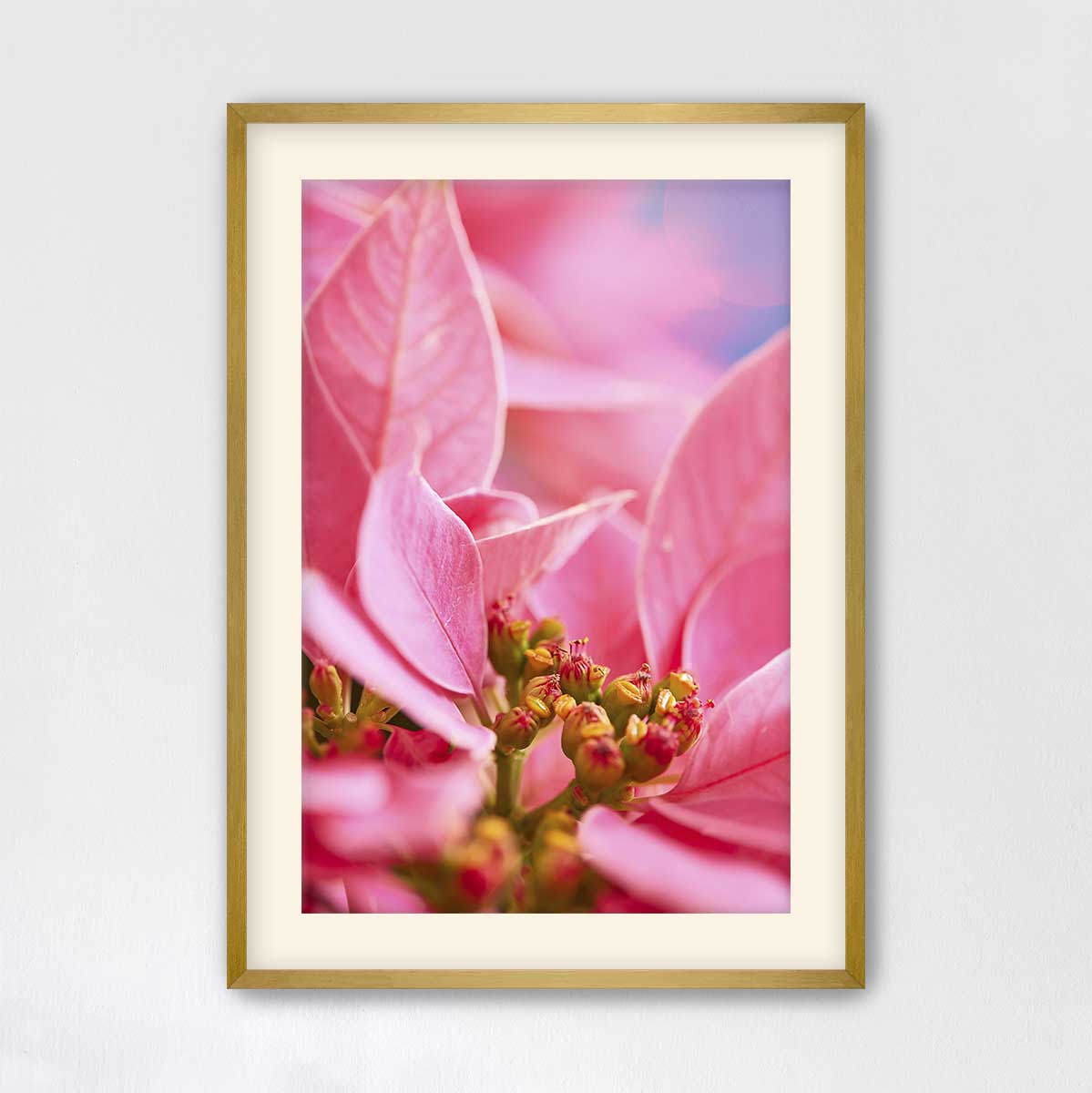 Poinsettia Christmas wall art print in vivid pink, framed in gold with a close up floral composition
