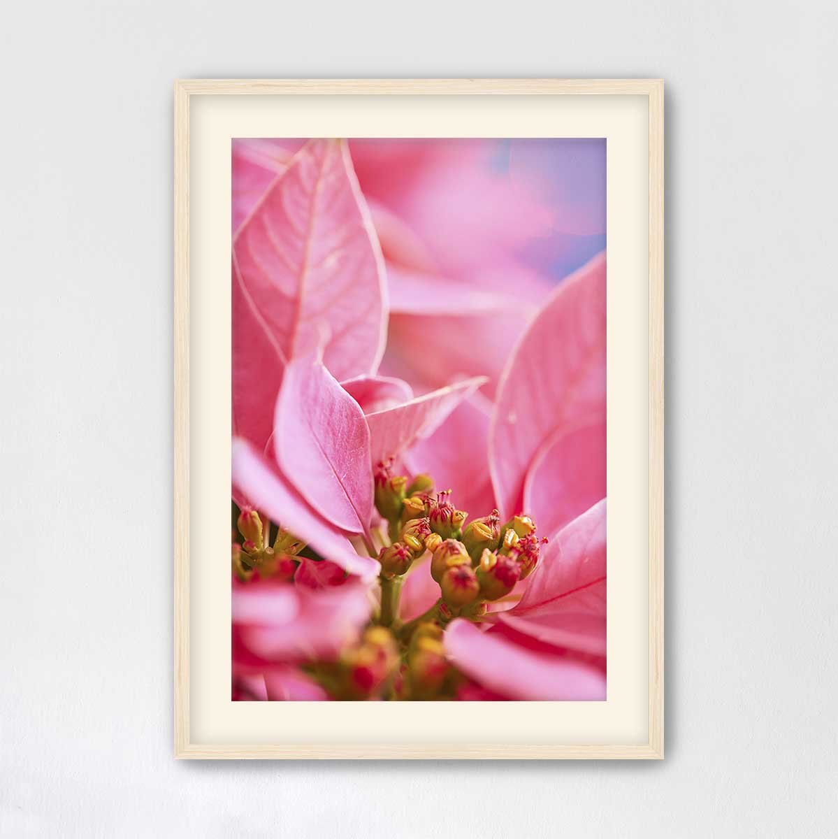 All dressed up in pink poinsettia wall art print with vibrant floral detail and a light framed presentation.