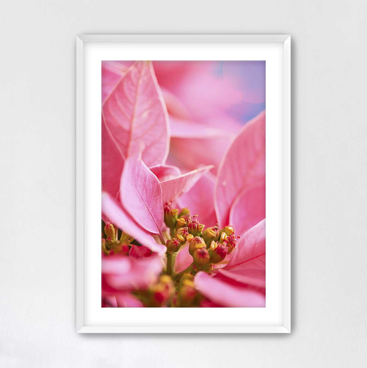 Poinsettia Christmas wall art print in a white frame, showing a close-up floral composition with vivid pink petals