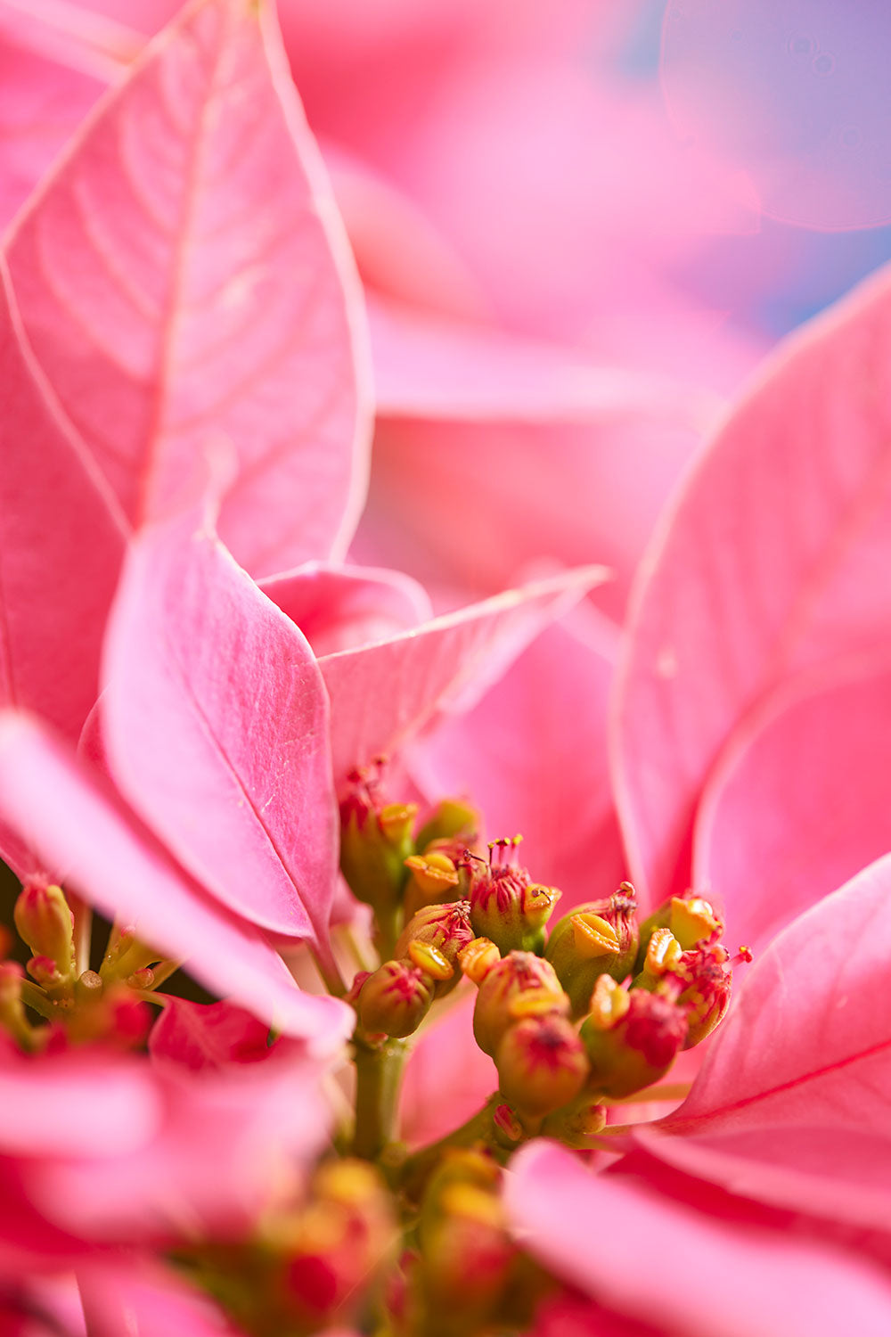 Poinsettia Christmas pink wall art canvas featuring vivid petals and detailed floral centers in a vertical format.