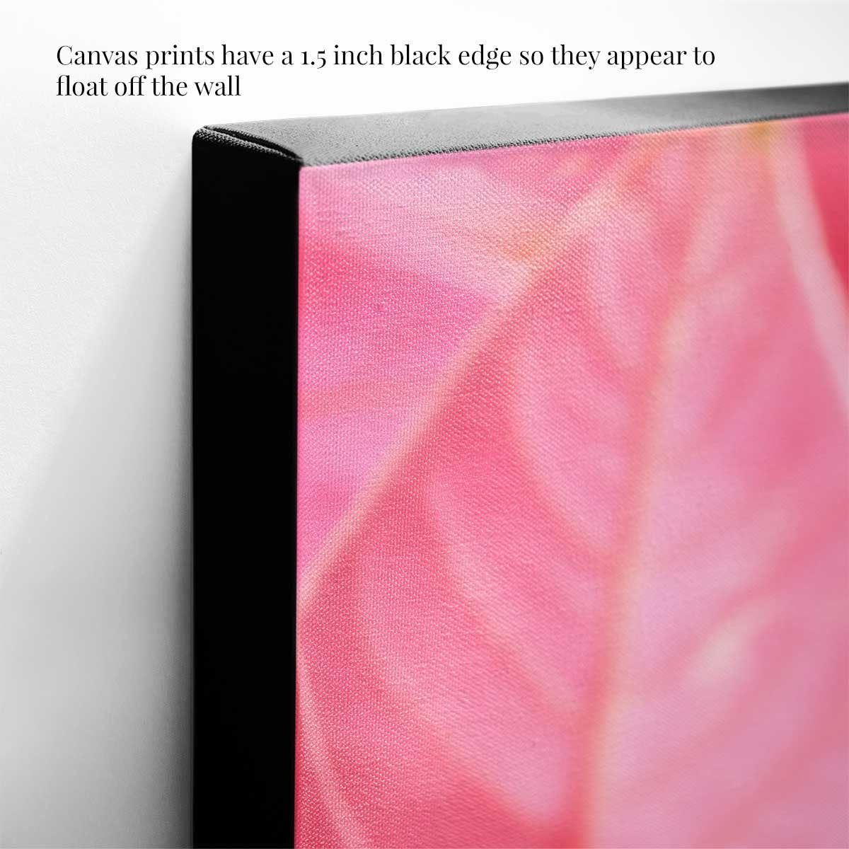 All dressed up in pink poinsettia Christmas wall art canvas with a 1.5 inch black edge in vertical format.