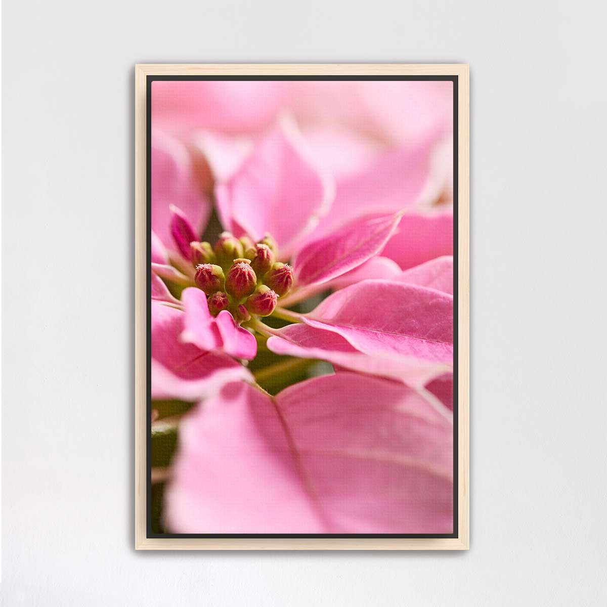 Christmas poinsettia wall art canvas in pink with a close-up of layered flower bracts and a light wood frame.