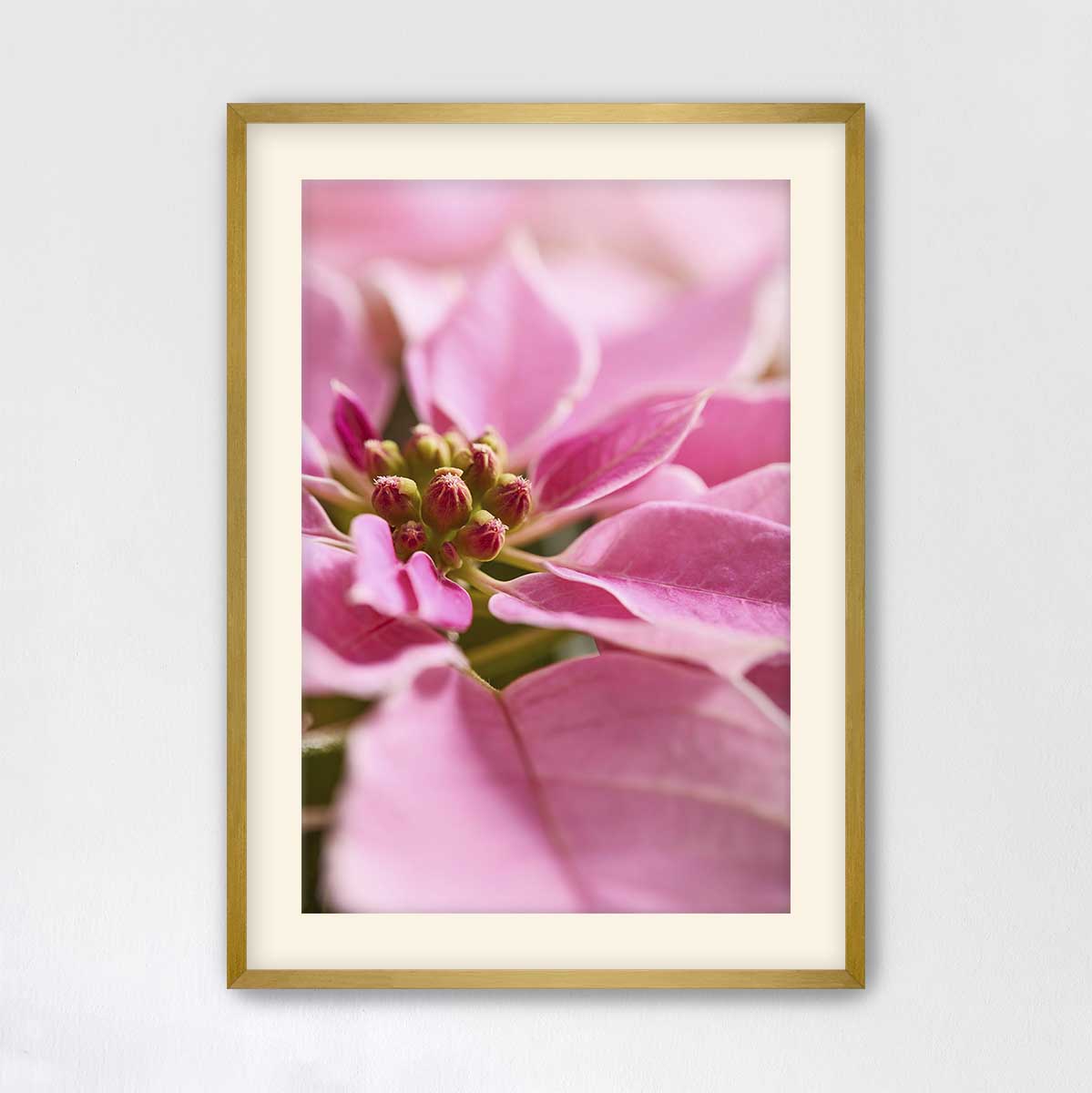 Pretty in poinsettia floral wall art with pink close-view bracts in a gold frame for vertical Christmas decorating