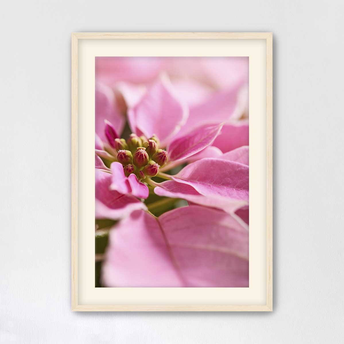 Poinsettia Christmas wall art canvas in pink with close-view bracts in a light wood frame.