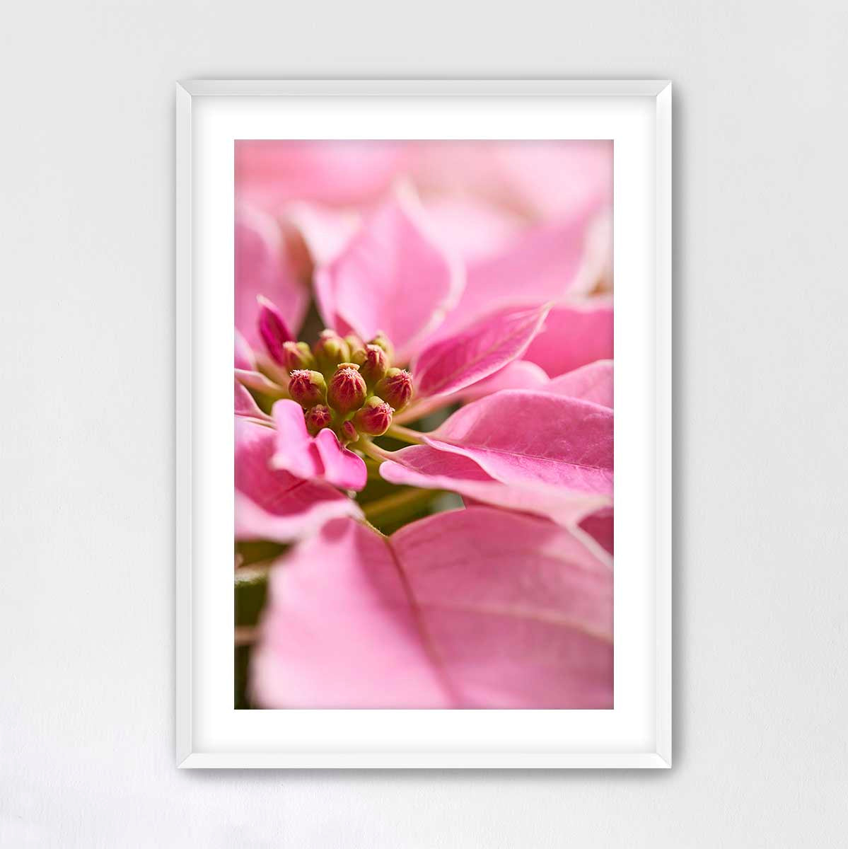 Pretty in poinsettia Christmas floral wall art in a white frame with close-view pink bracts and detailed flower centers.