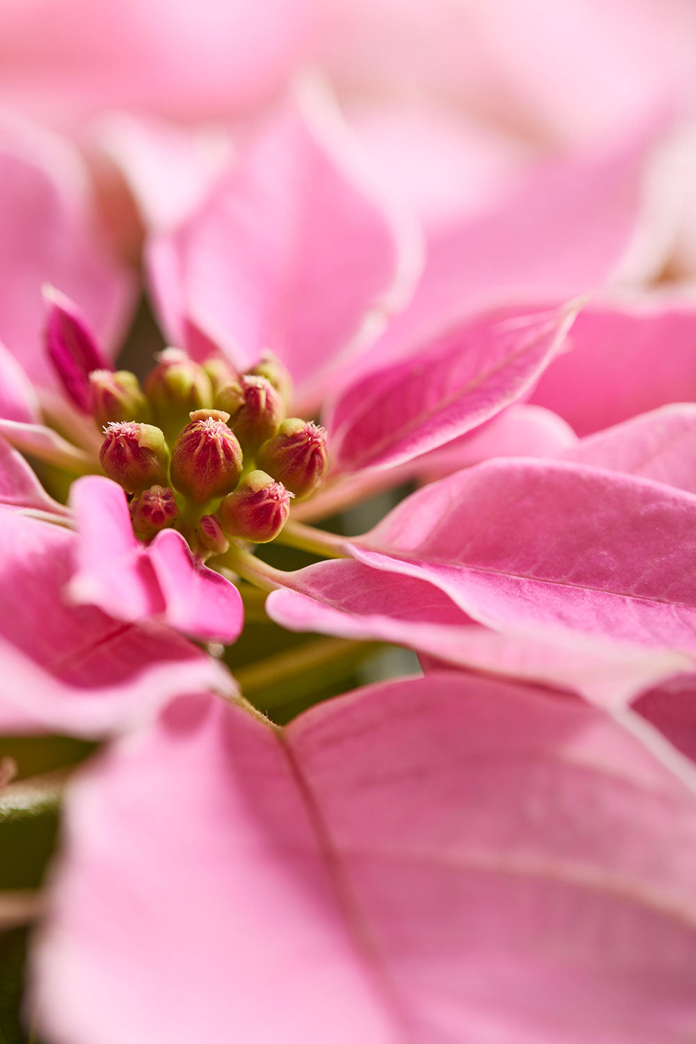 Poinsettia Christmas wall art canvas in pink with close-view bracts and detailed textured petals
