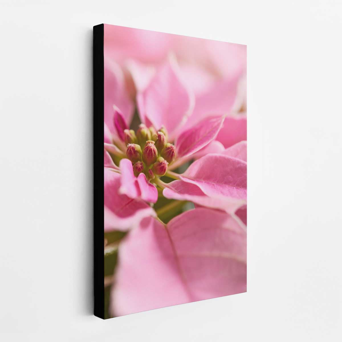 Christmas poinsettia wall art canvas with close-up pink bracts in a 2:3 vertical format, showing detailed flower centers.