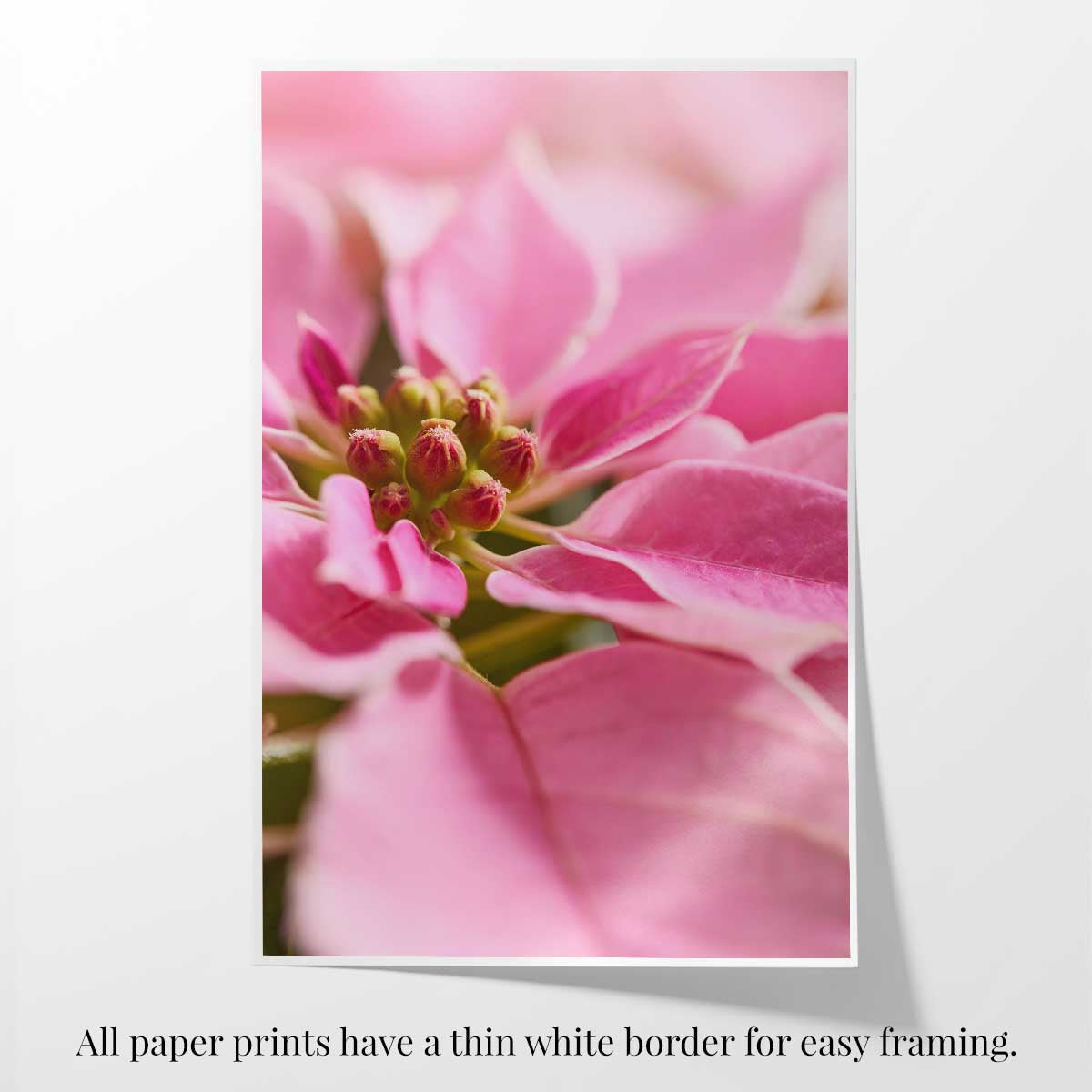 Poinsettia Christmas wall art canvas in pink with close-view bracts and a thin white border for easy framing.