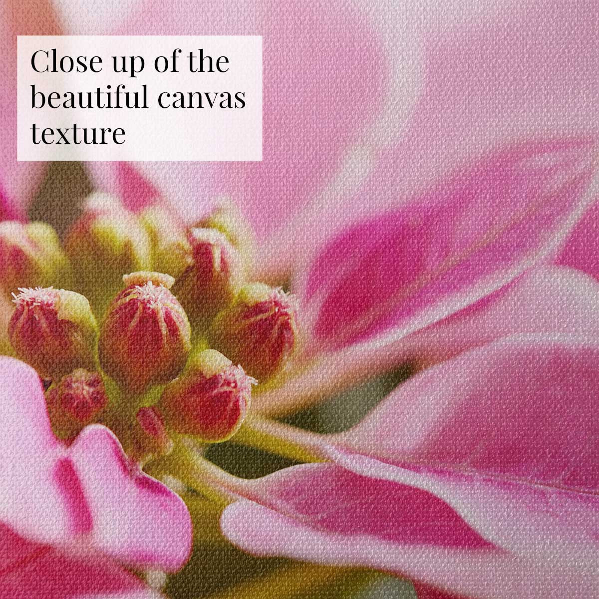Christmas poinsettia wall art canvas in pink with close up bracts and fine woven texture.