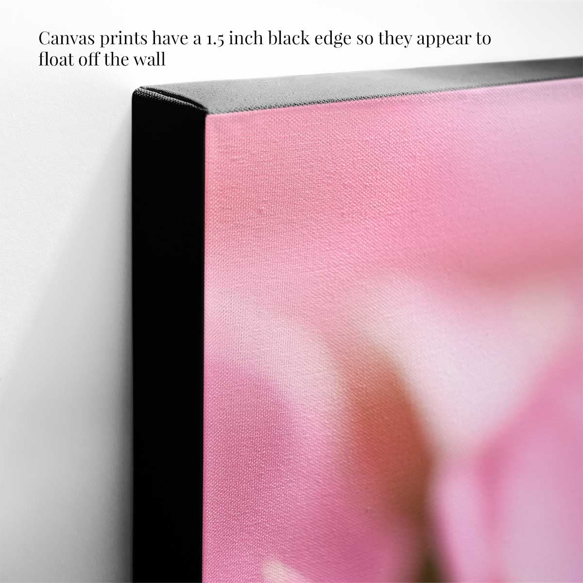 Christmas poinsettia wall art canvas in pink with close-up floral bracts and a 1.5 inch black edge.