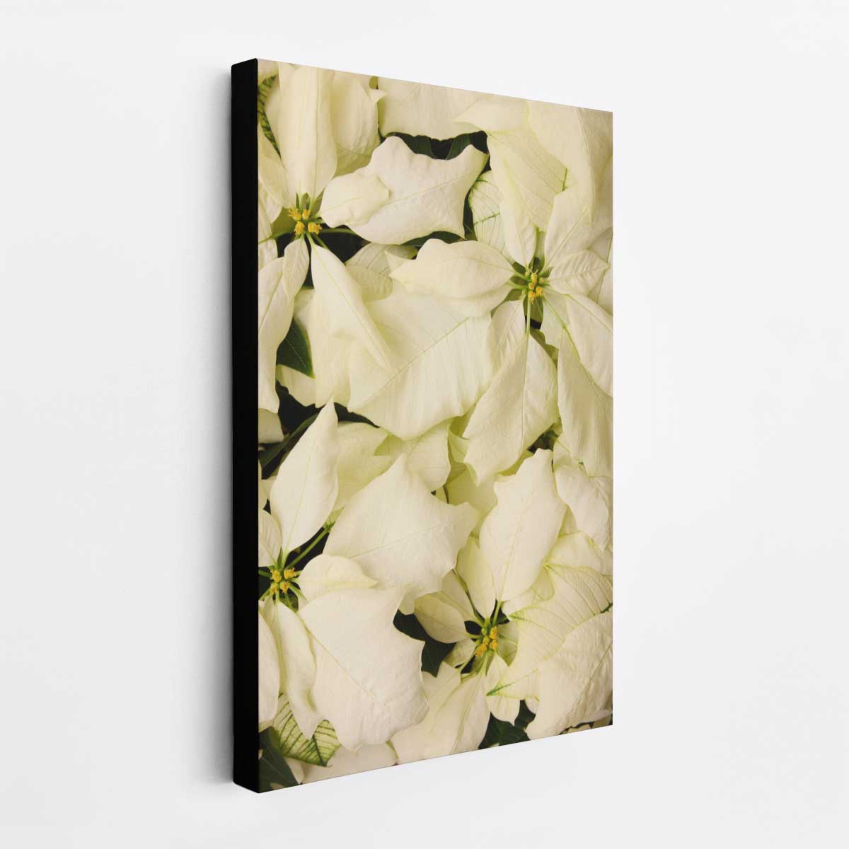 Winter White Christmas poinsettia wall art print with overlapping bracts in a vertical composition