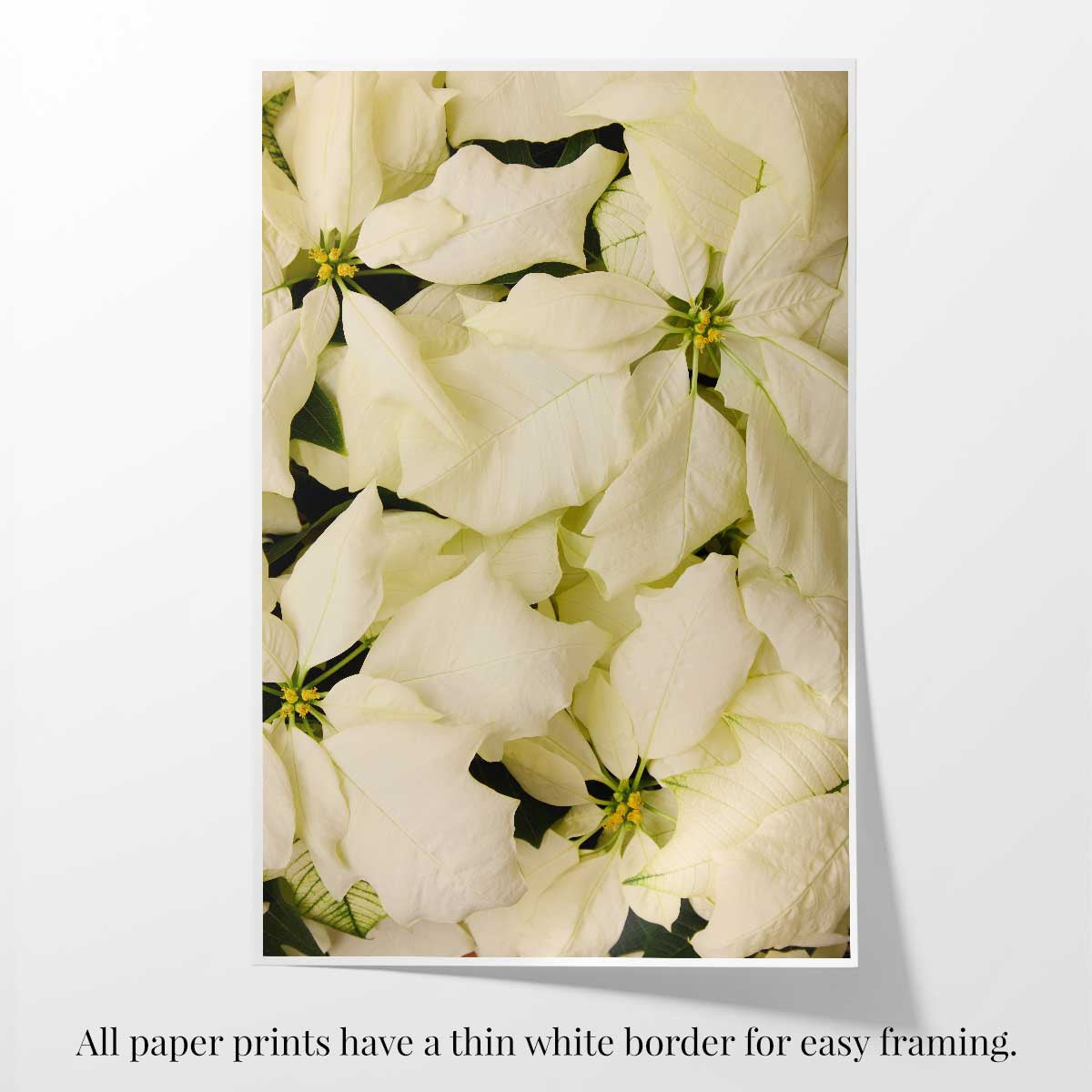 Christmas poinsettia wall art print featuring white flowers in an overhead floral composition on fine art paper