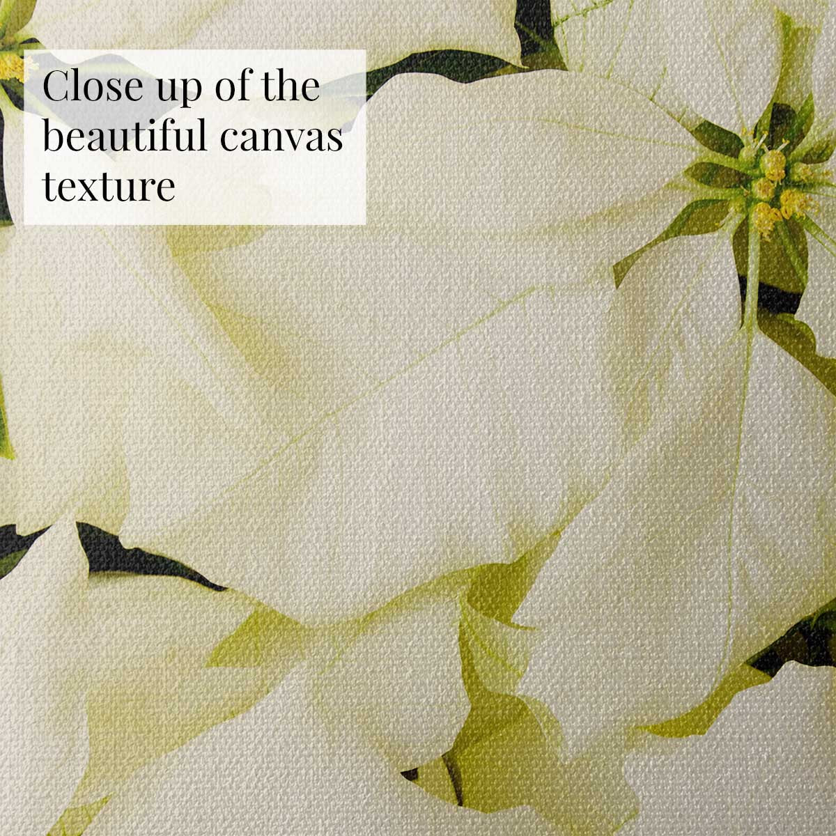 Winter White Christmas poinsettia wall art print with visible canvas texture and overlapping floral bracts