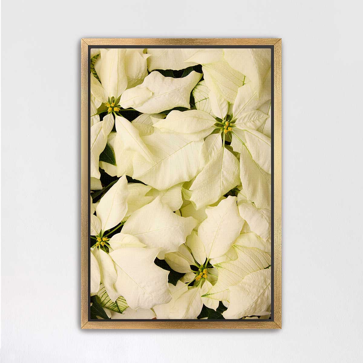 Winter White Christmas poinsettia wall art print shows overlapping white bracts in a gold frame