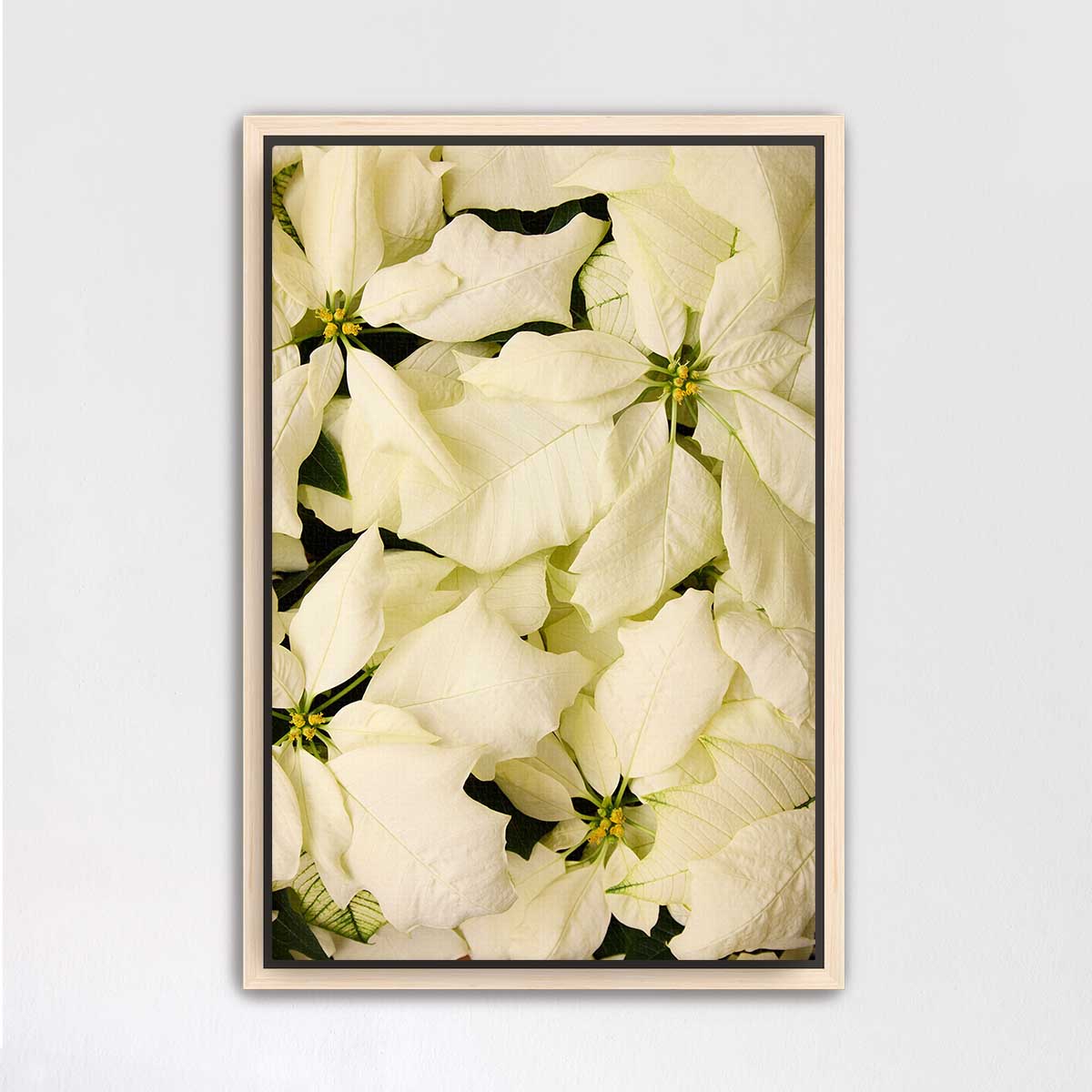 Winter white Christmas poinsettia wall art print with overlapping bracts on fine art paper in a vertical format