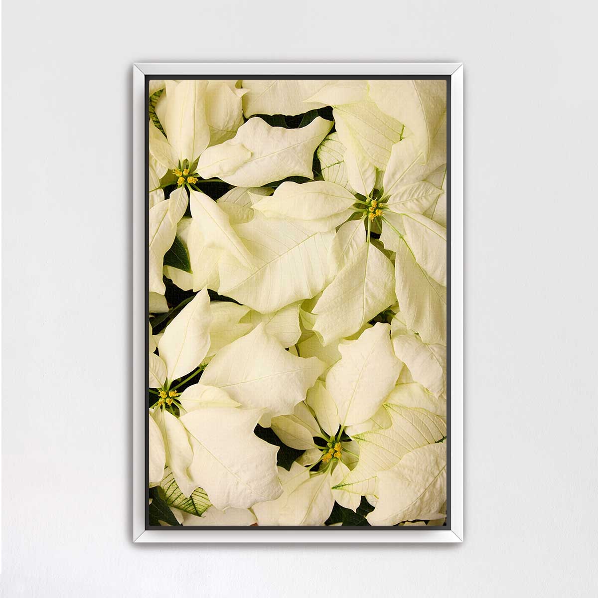 Winter white Christmas poinsettia wall art print with an overhead photograph of overlapping bracts in a white frame.