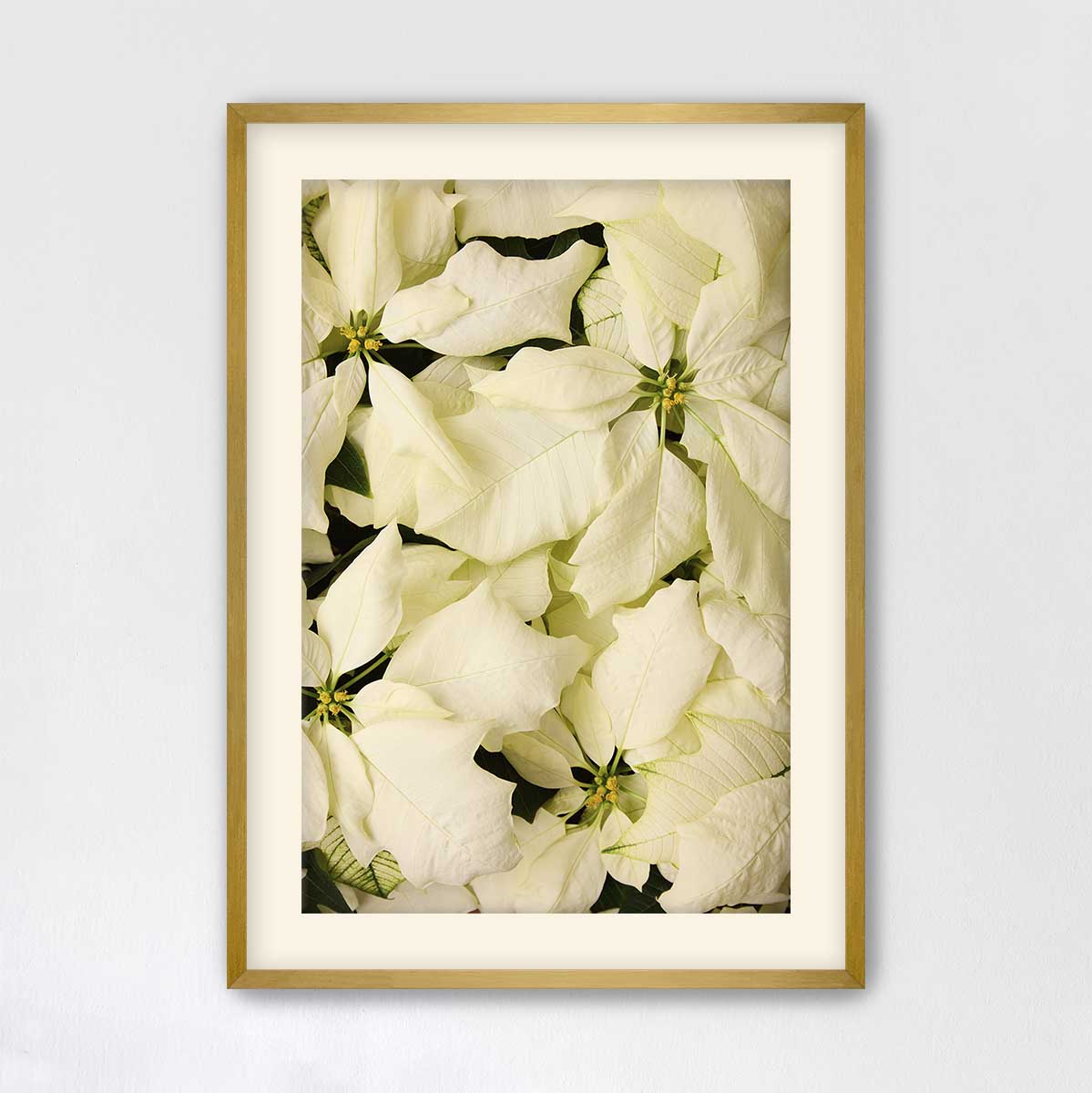 Christmas poinsettia wall art print in cream and white with an overhead floral composition and framed presentation.