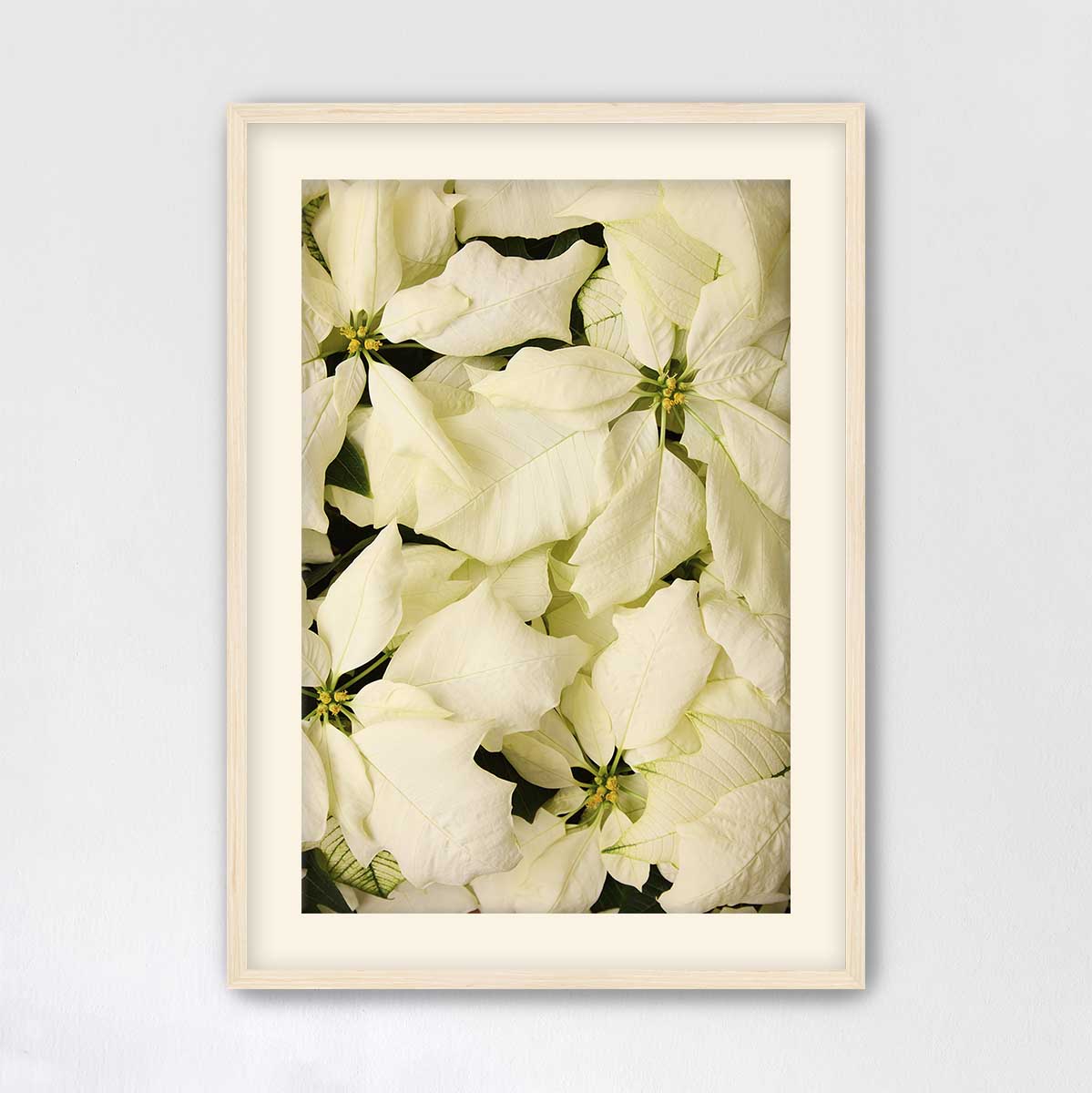 Soft As Snow Christmas poinsettia wall art print shows cream flowers in a light wood frame with a vertical composition.