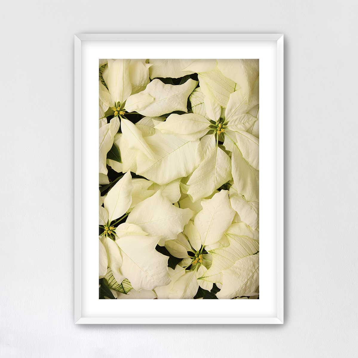 Christmas poinsettia wall art print in white with an overhead floral composition and framed presentation.