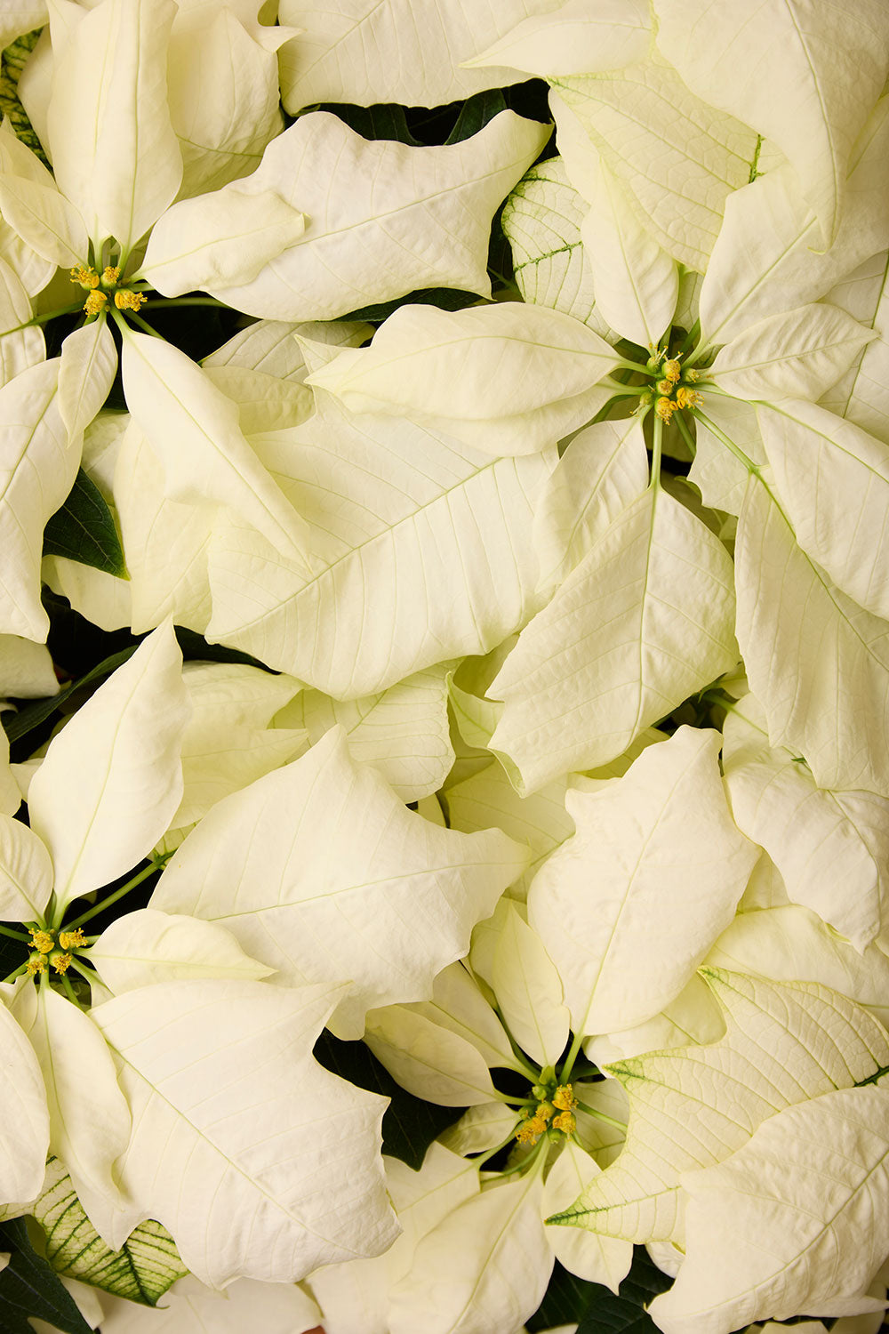 Winter white Christmas poinsettia wall art print showing overlapping bracts in a vertical overhead composition with layered