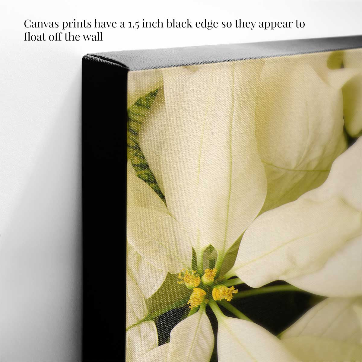 Winter white poinsettia wall art print showing overlapping bracts on textured canvas with a black edge.
