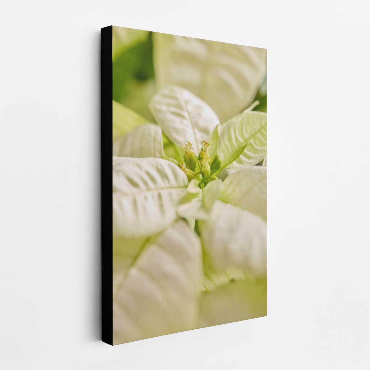 White Christmas poinsettia wall art canvas with a close-up botanical photograph of pale petals and green leaves