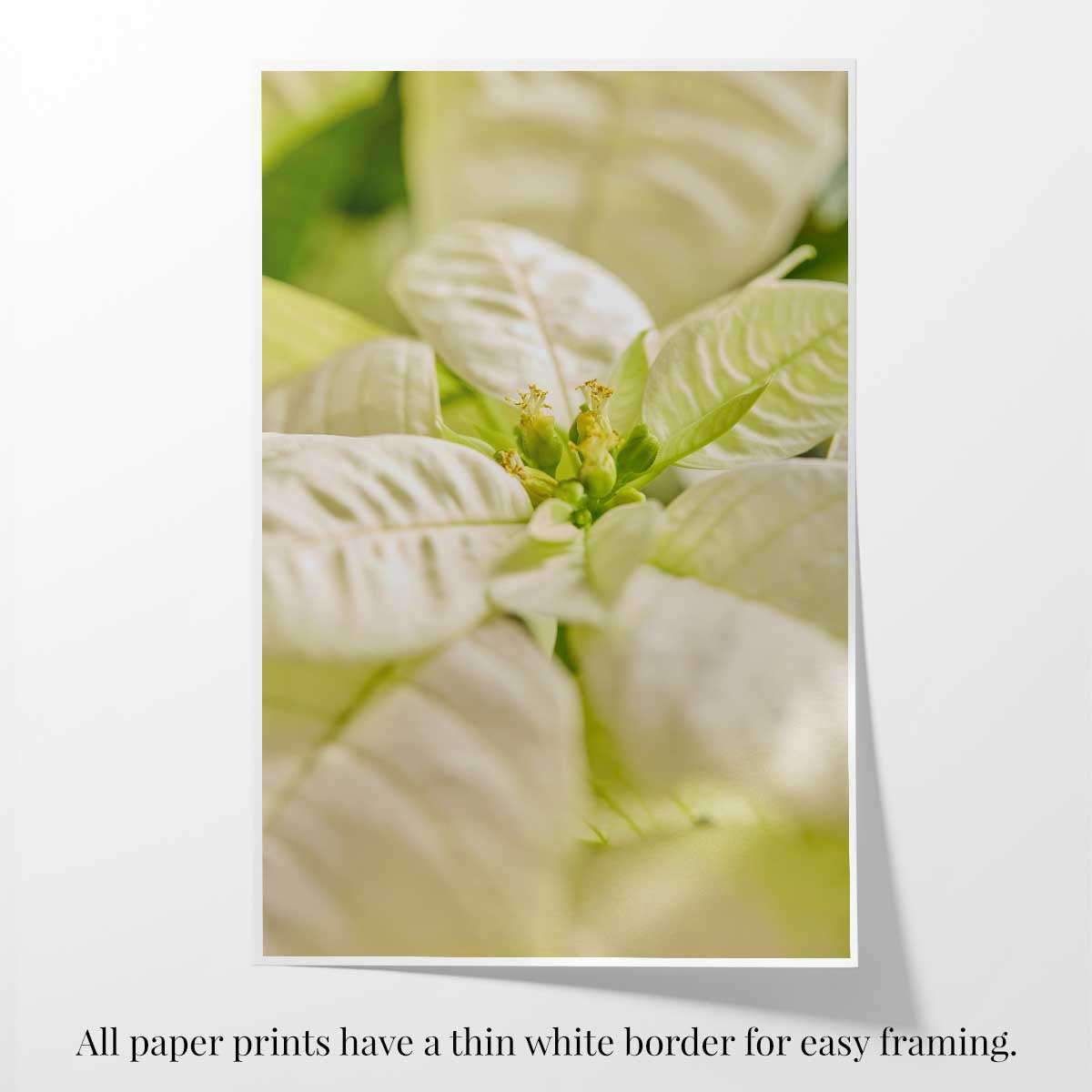Christmas poinsettia wall art canvas with cream and white petals, a close-up flower center, and soft-focus detail.