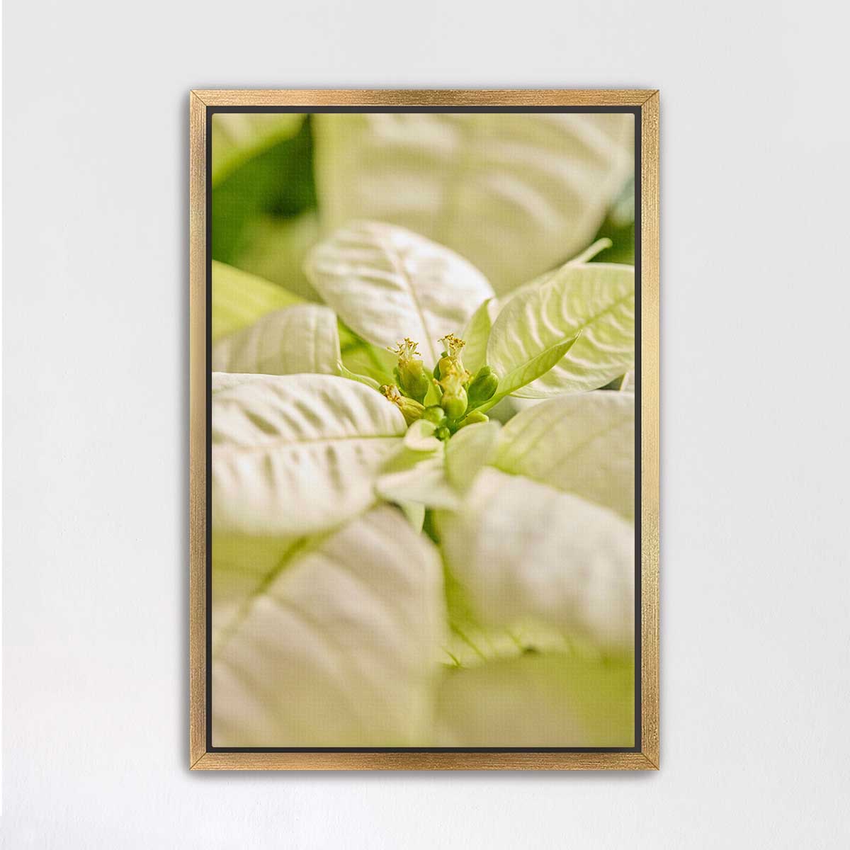 White Christmas poinsettia wall art canvas in a gold frame with close-up botanical detail for winter decorating.