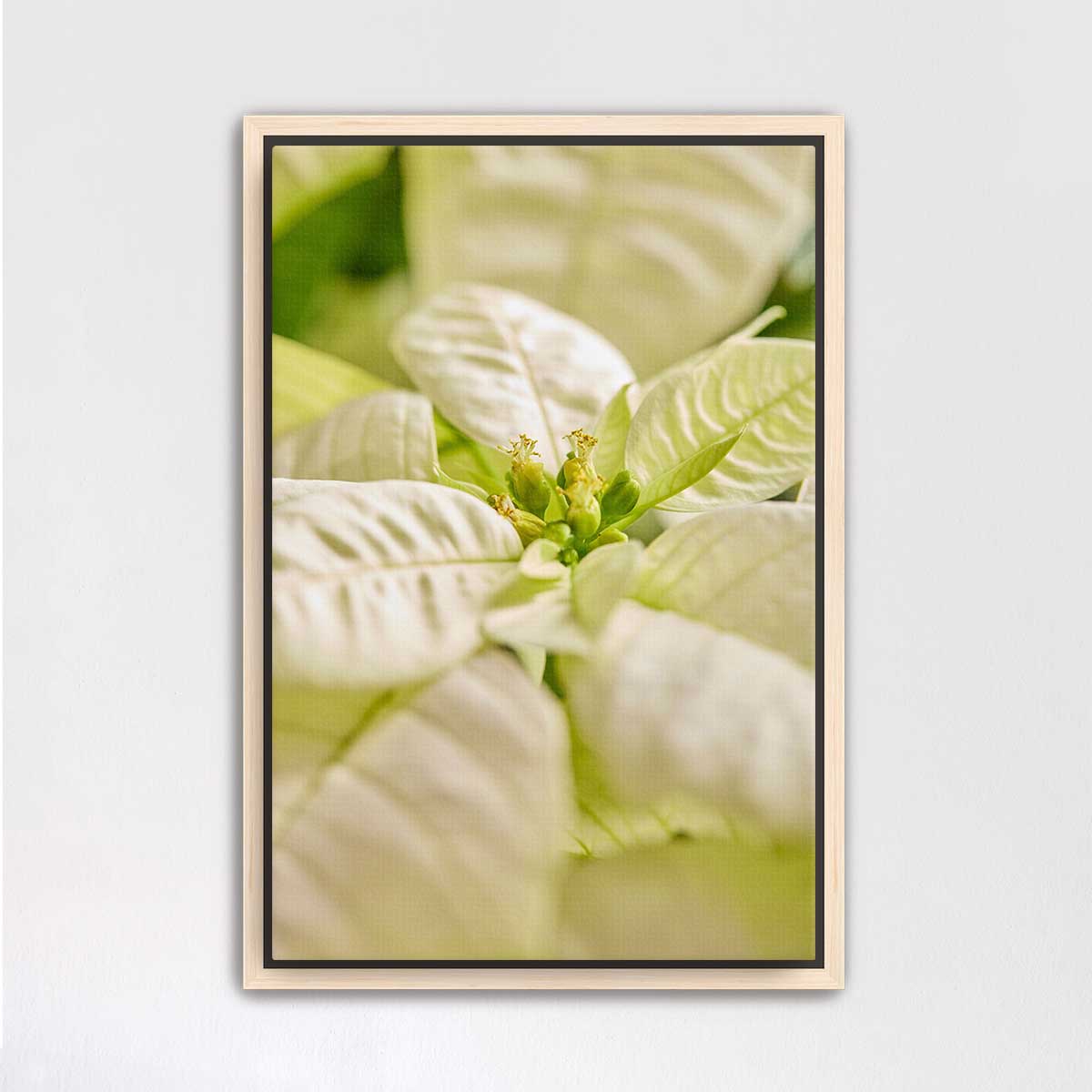 White Christmas poinsettia wall art canvas with a close-up botanical photograph showing layered petals and green leaves
