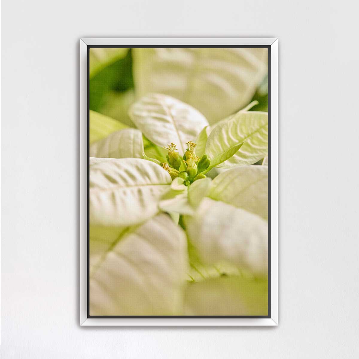 White Christmas poinsettia wall art canvas presents a close-up botanical photograph in soft cream and green tones.