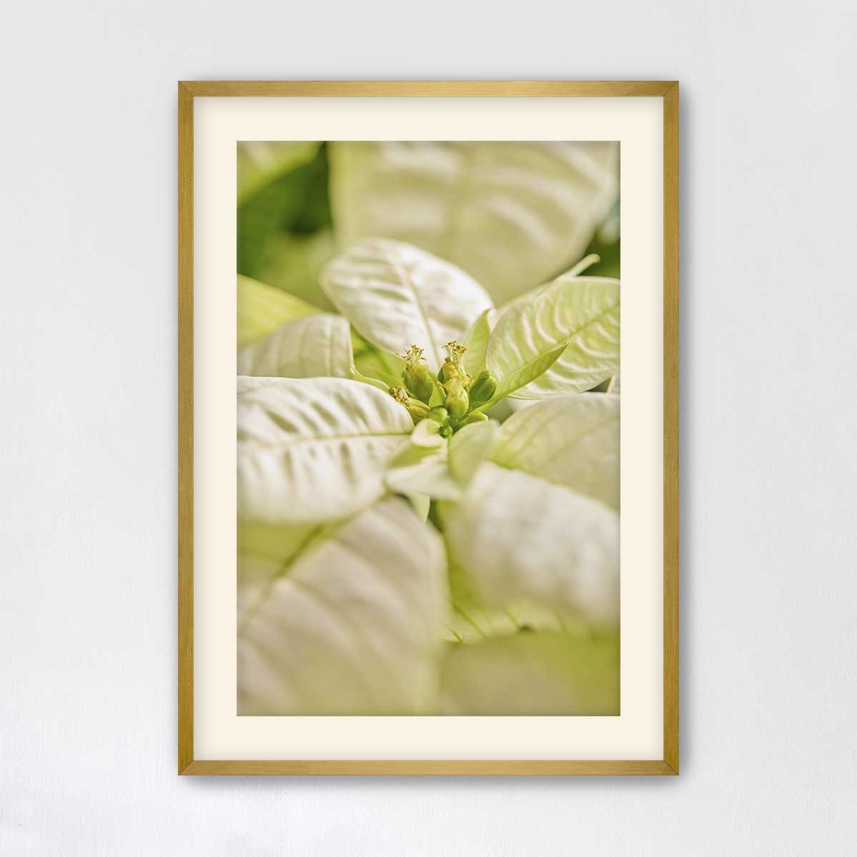 Christmas poinsettia wall art canvas in a gold frame shows a close-up floral center with soft-focus detail.
