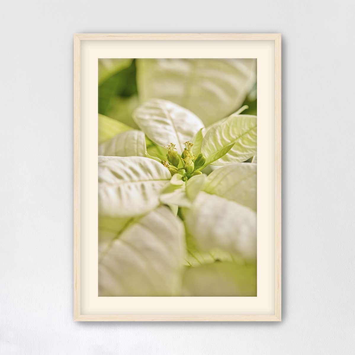 Christmas poinsettia wall art canvas with a pale wood frame and close-up floral center detail.