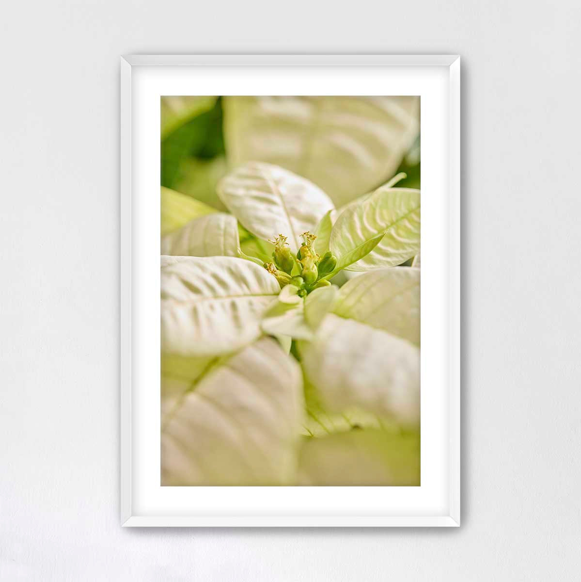 Christmas poinsettia wall art canvas with a close-up floral center and soft-focus white petals in a vertical display.
