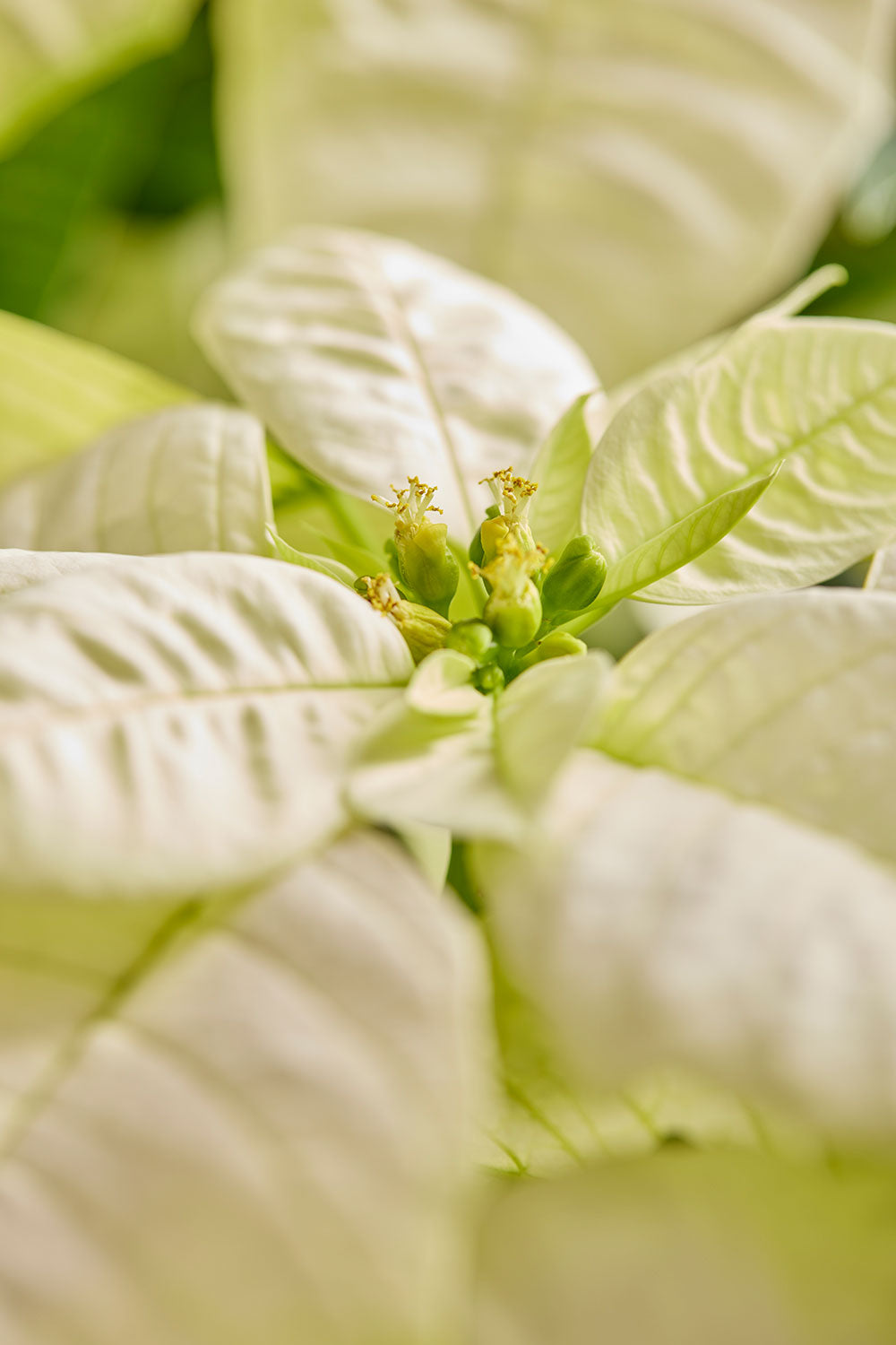 Christmas poinsettia wall art canvas in soft white tones with a close-up center and soft-focus detail.