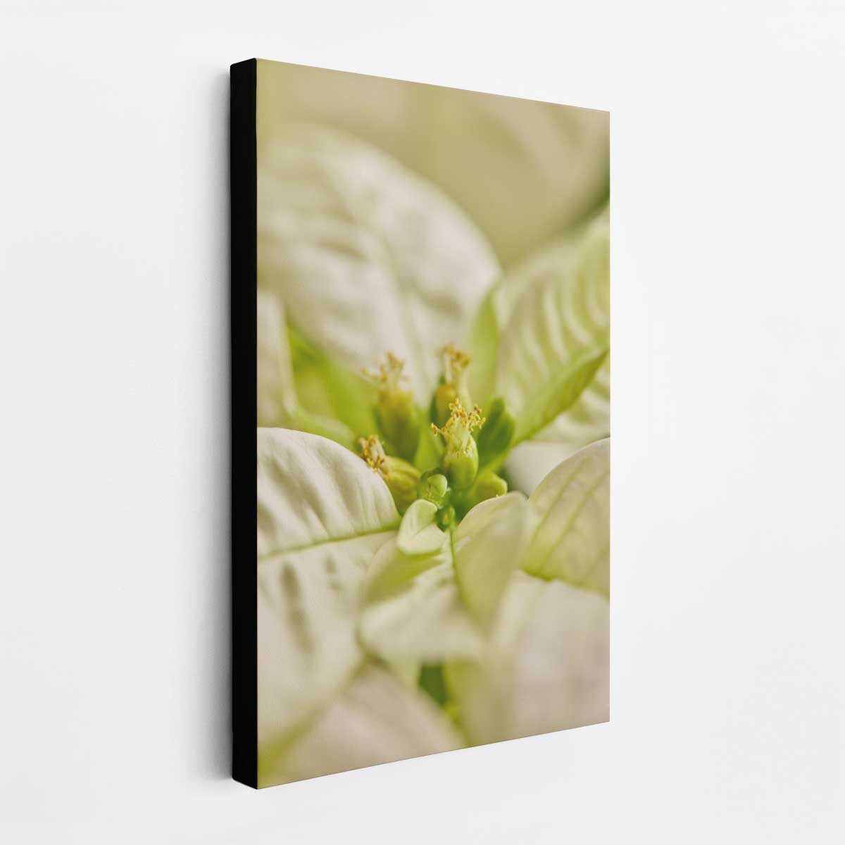 White Christmas poinsettia wall art print shows softly blurred cream bracts and green centers in a vertical floral