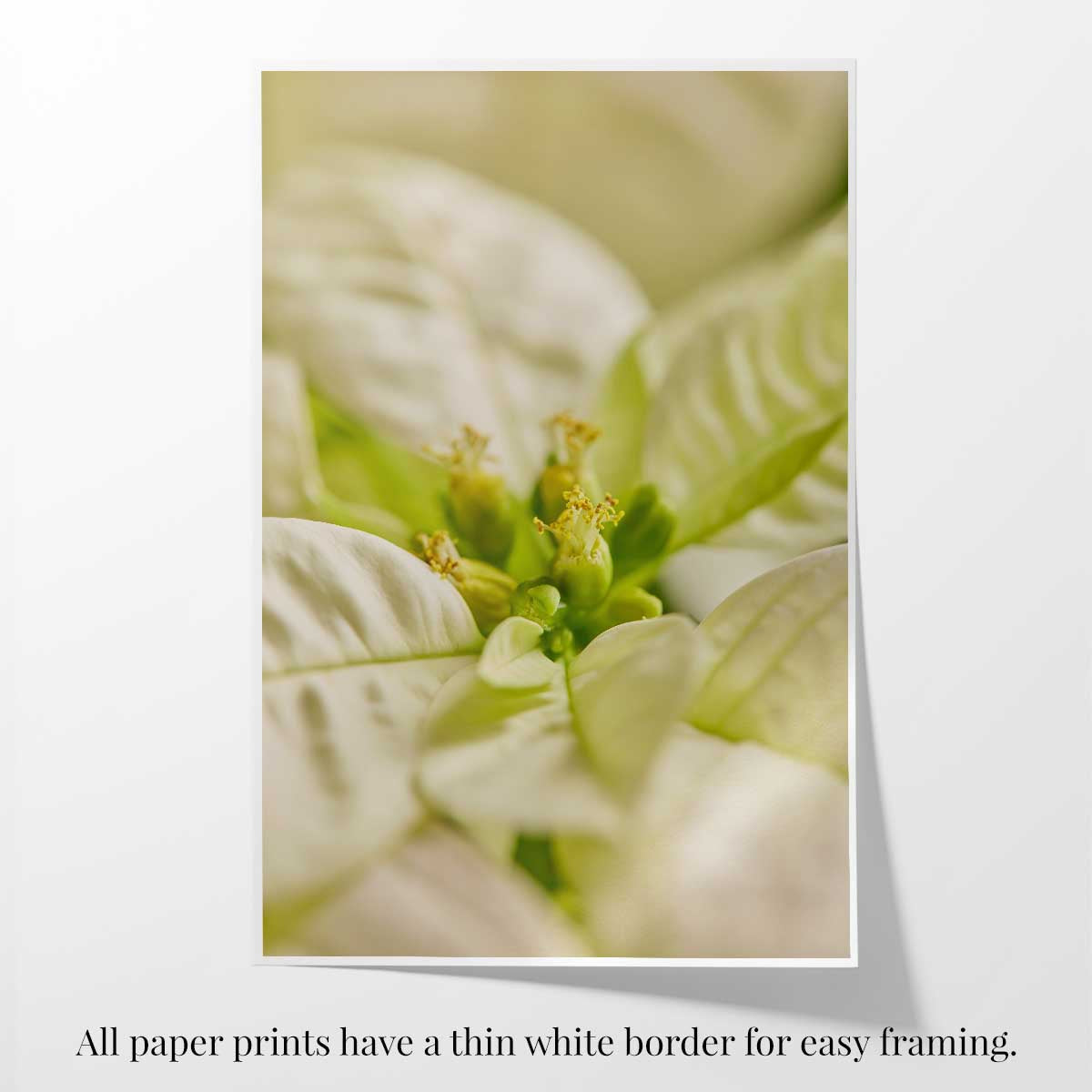 White Christmas poinsettia wall art print shows softly blurred white and green bracts on fine art paper with a thin white